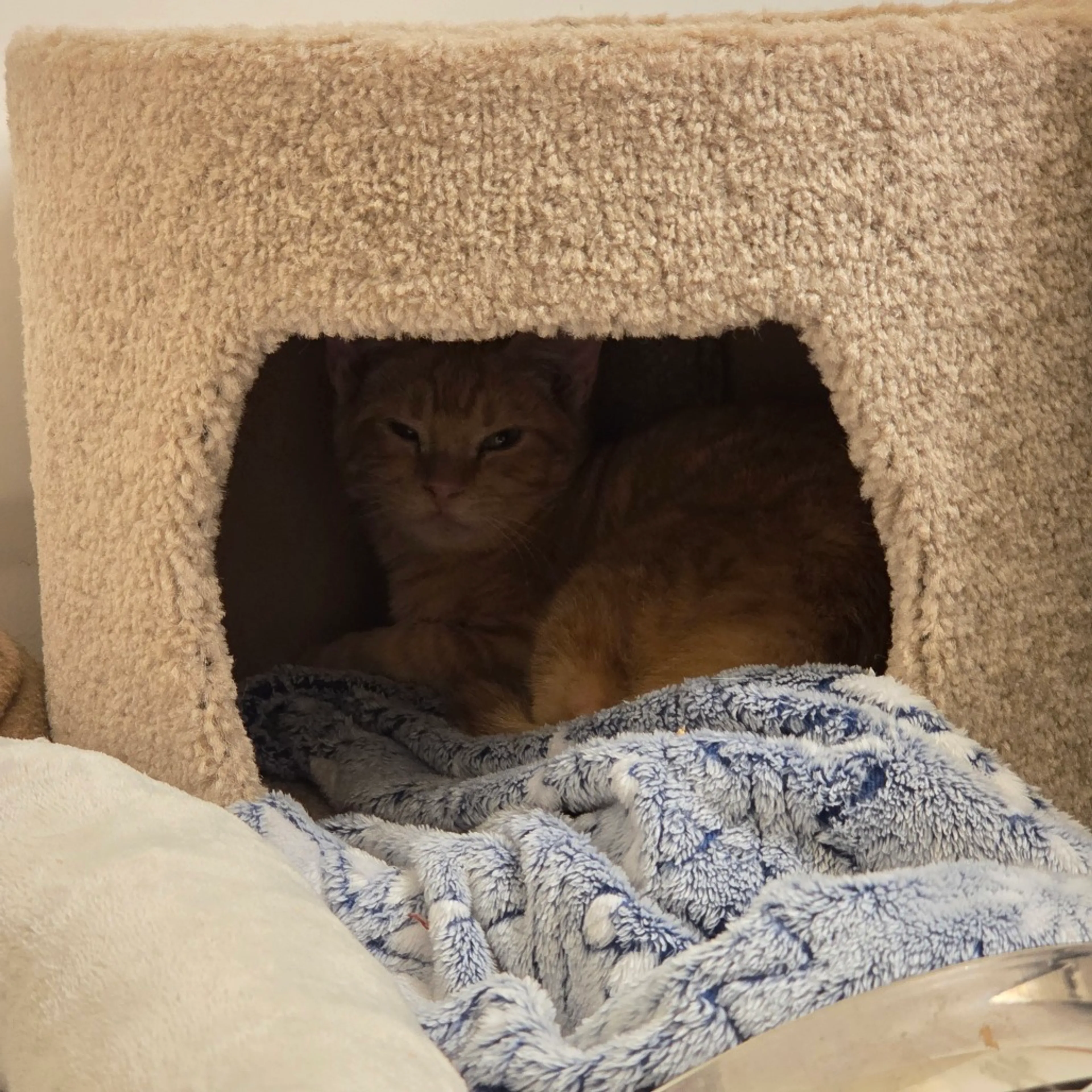 Found pet-1