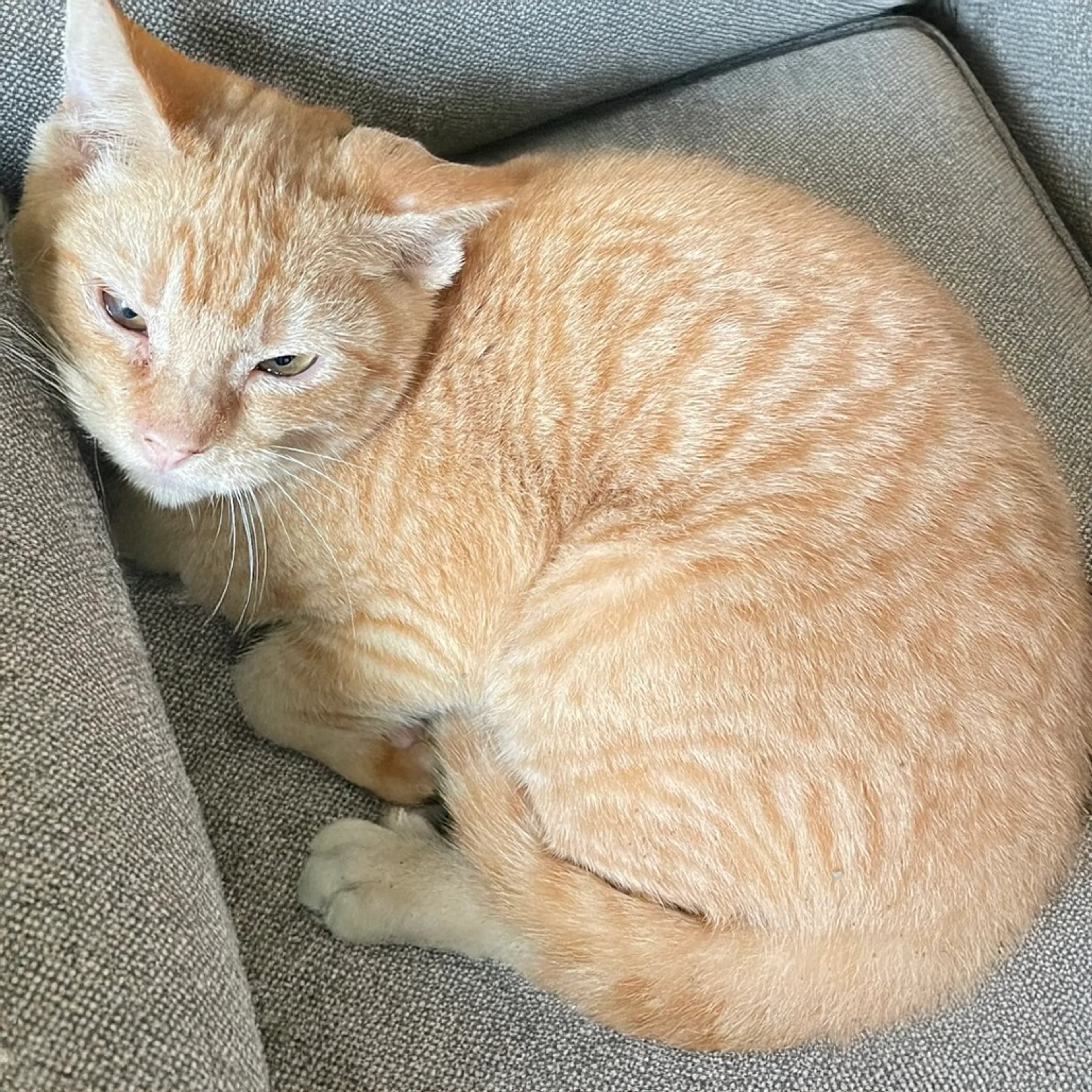 Found pet-0
