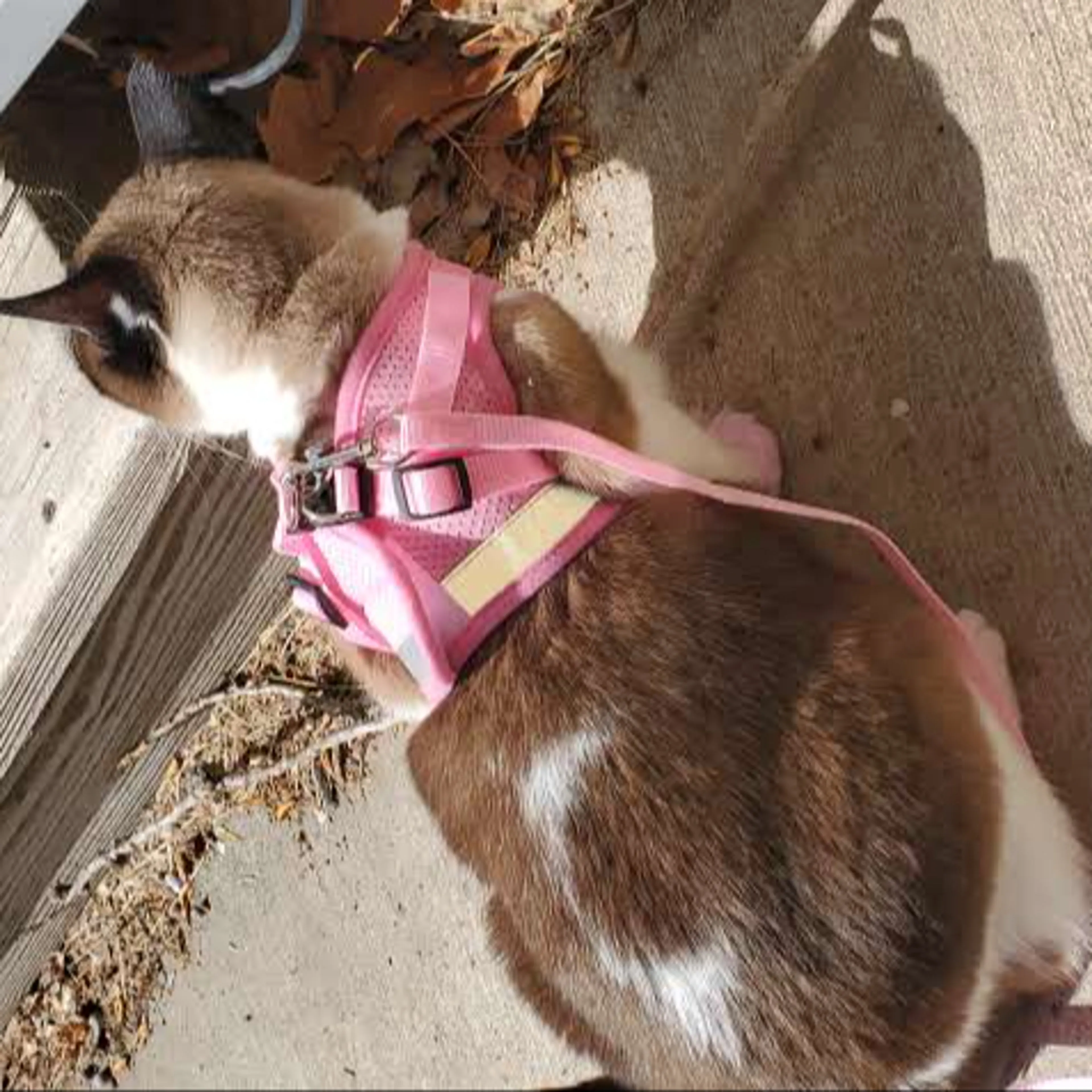 Lost pet-1