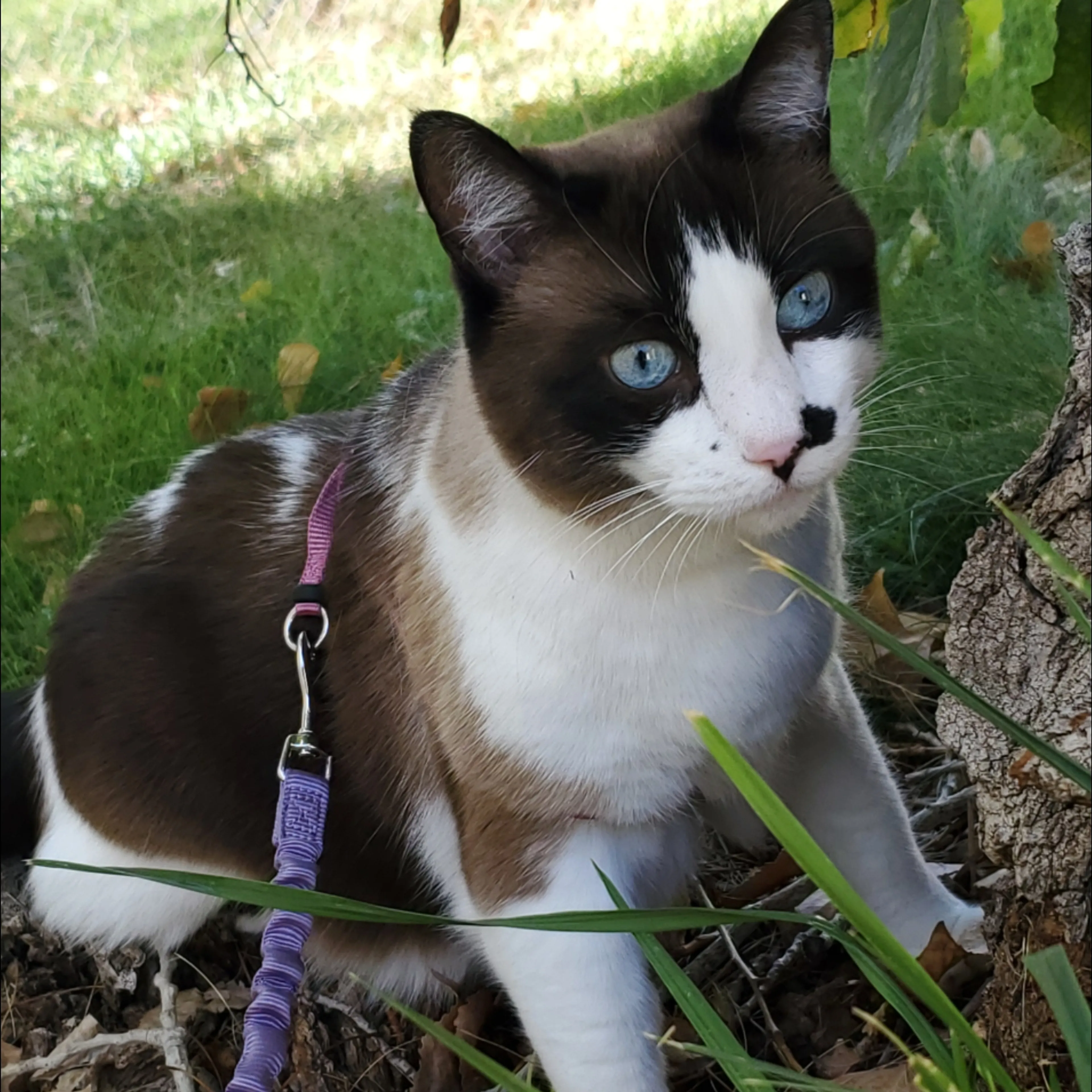 Lost pet-3