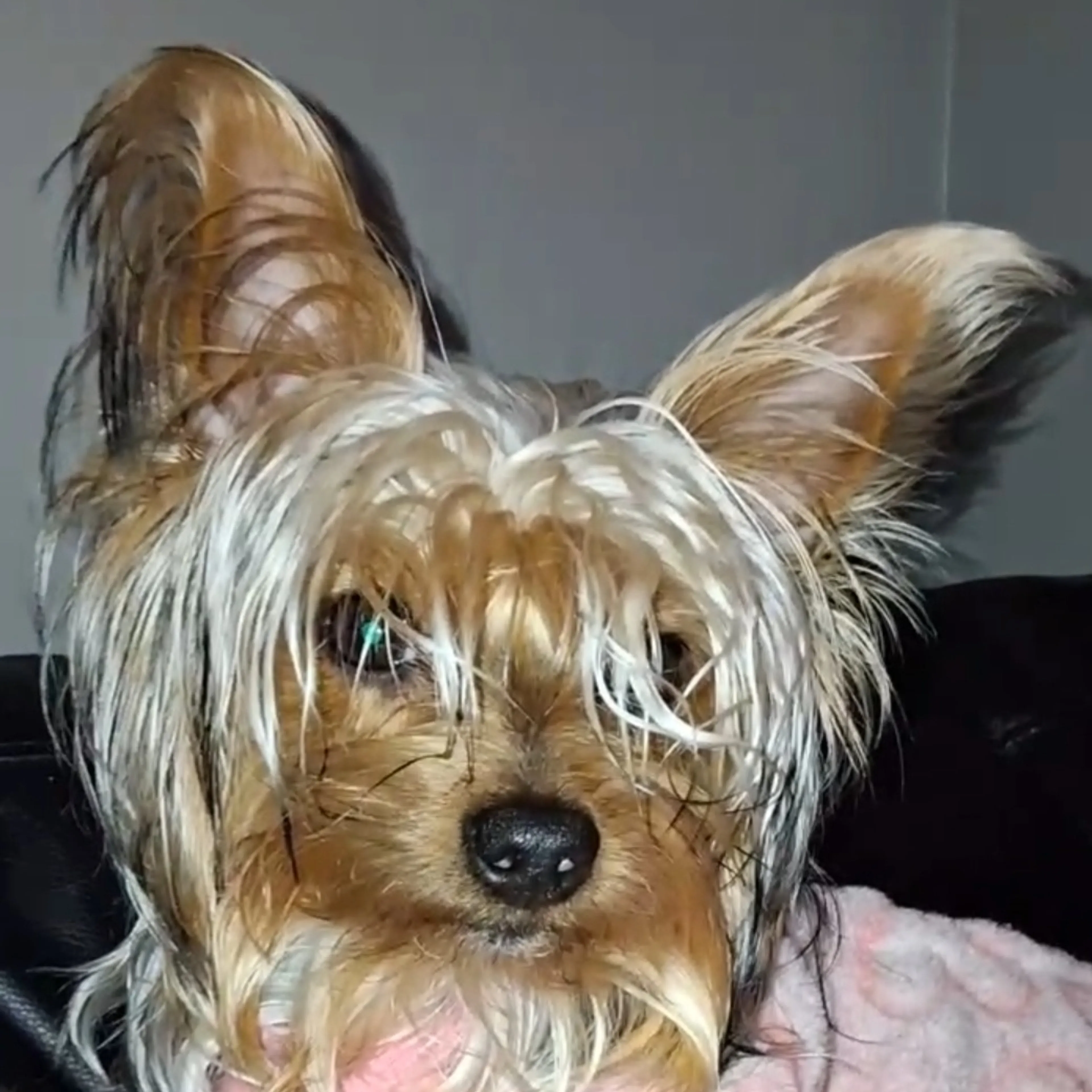 Lost pet-1