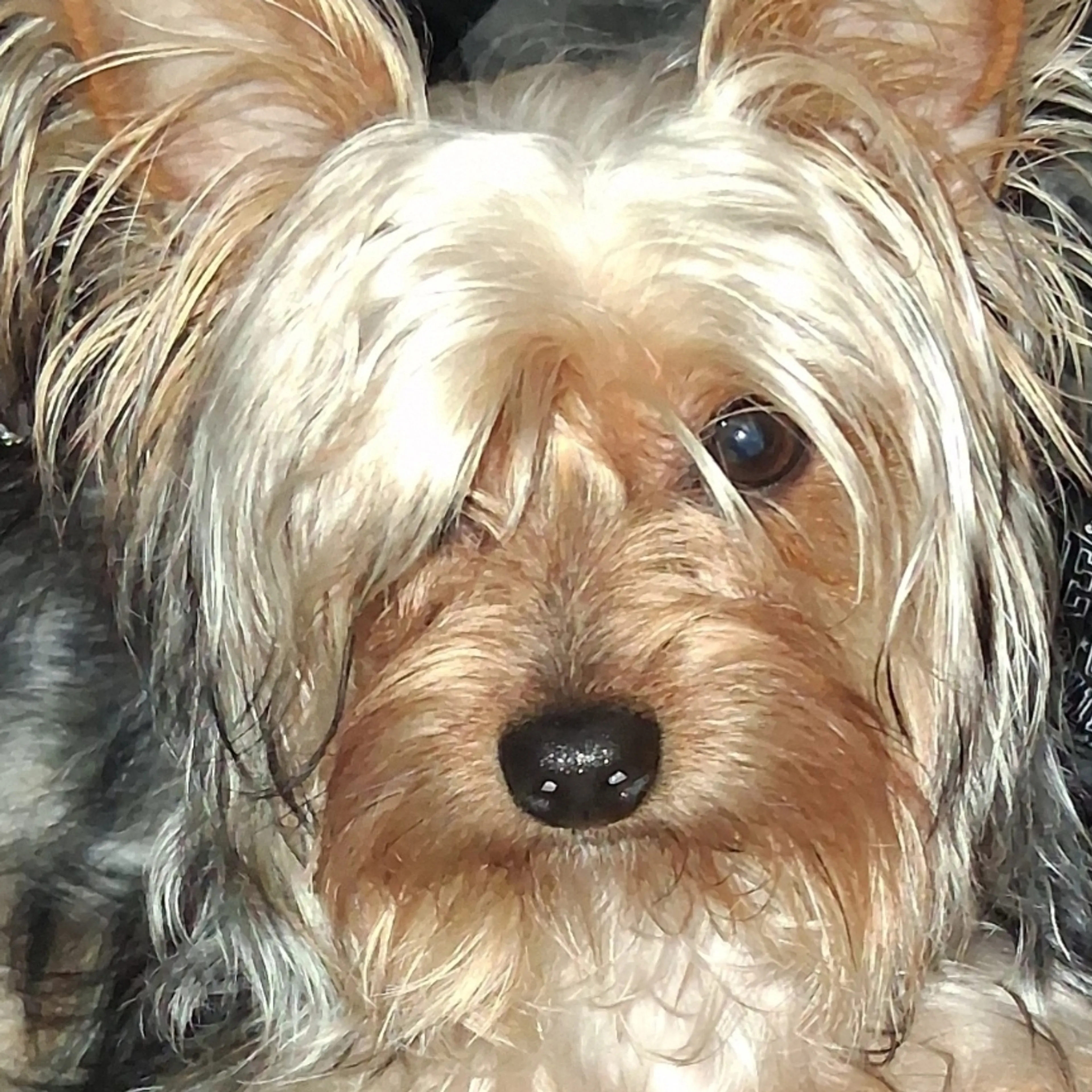 Lost pet-2