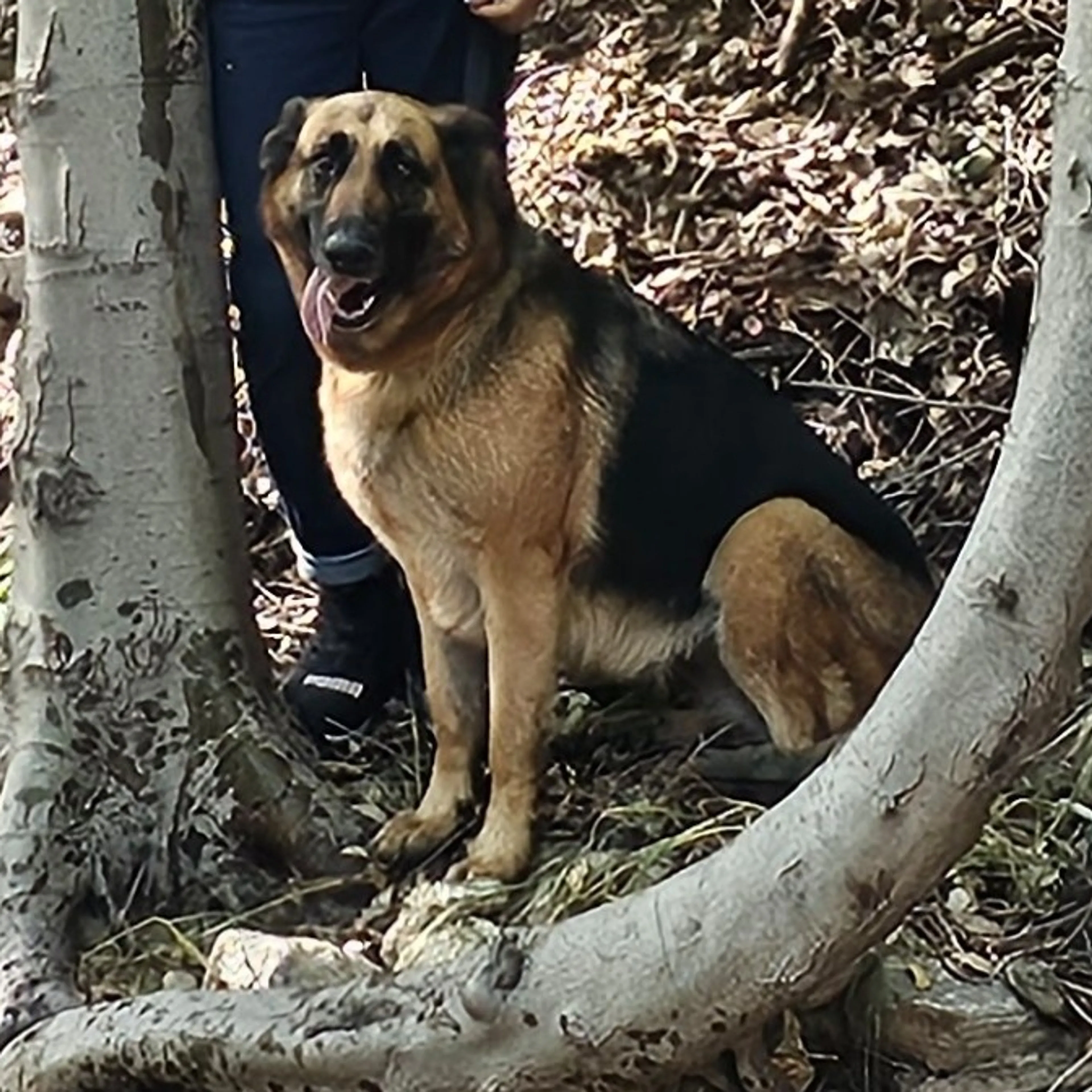 Lost pet-3