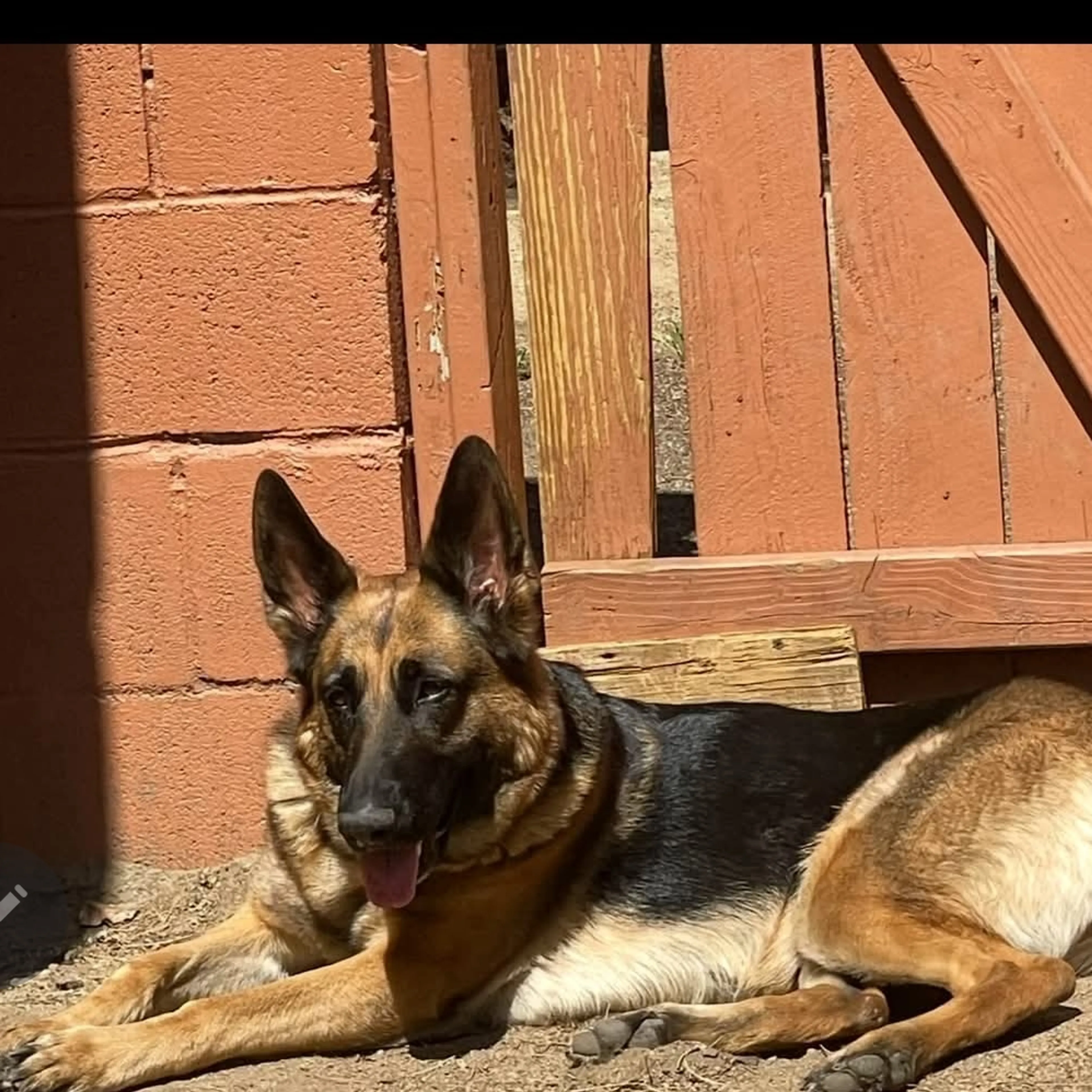 Lost pet-1