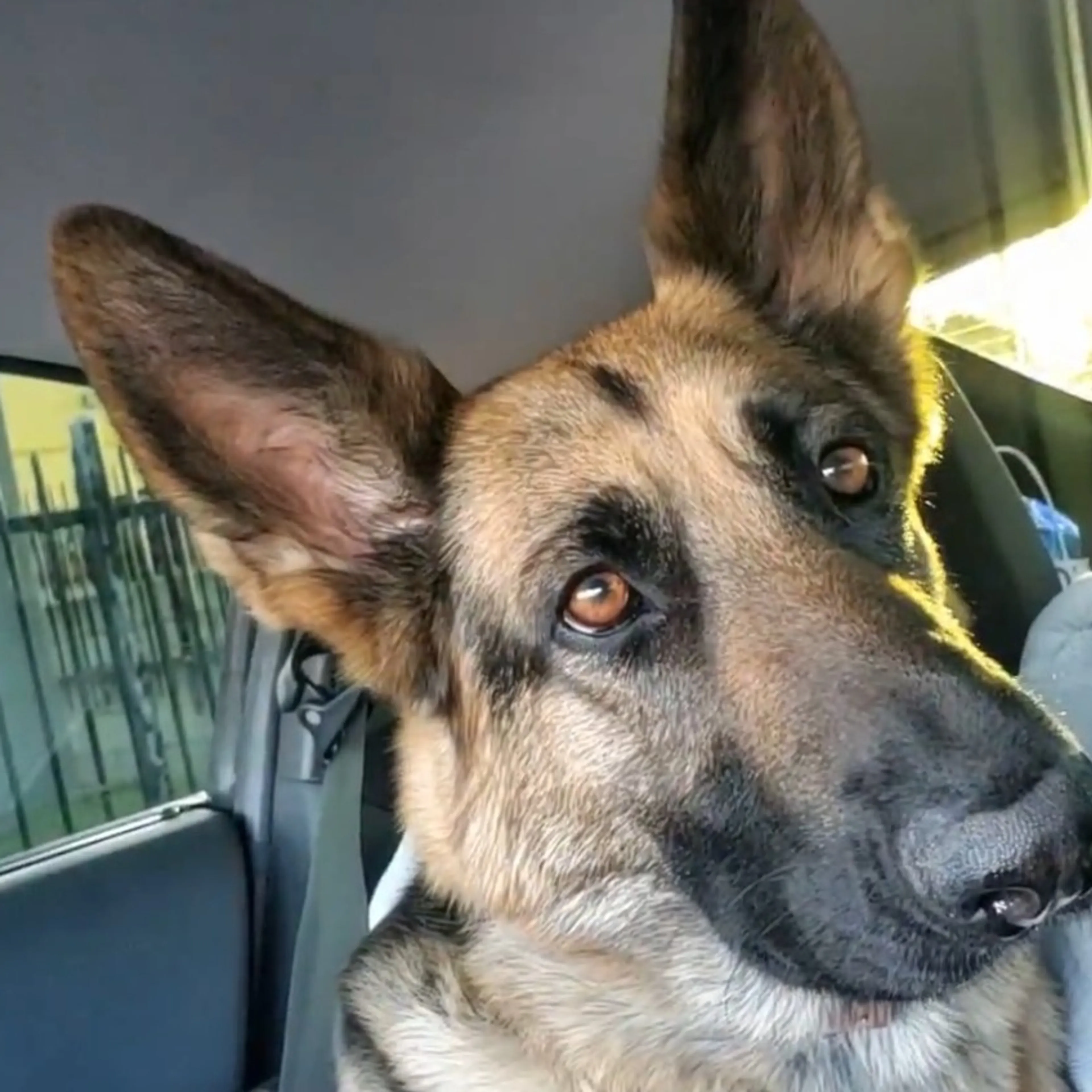 Lost pet-2