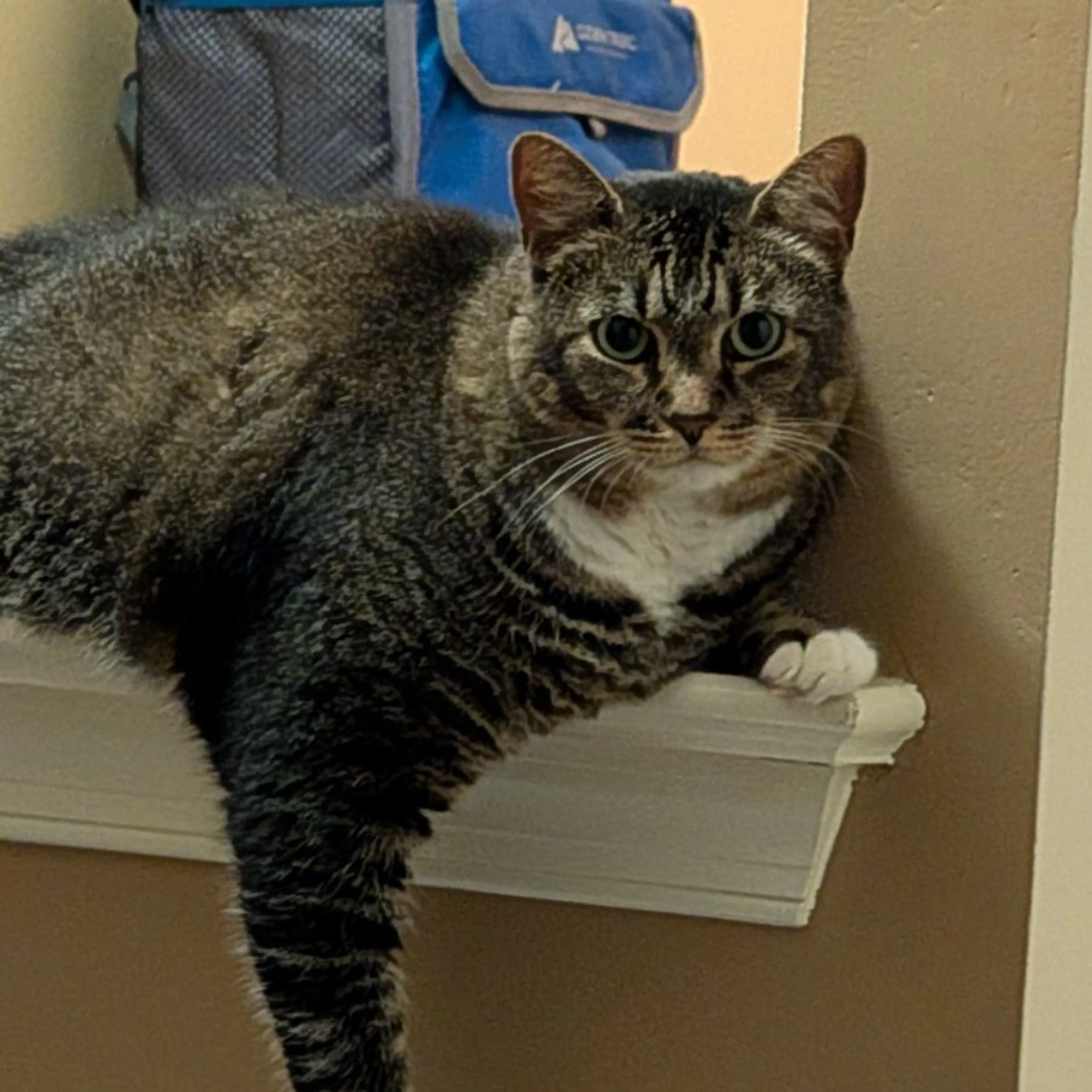 Lost pet