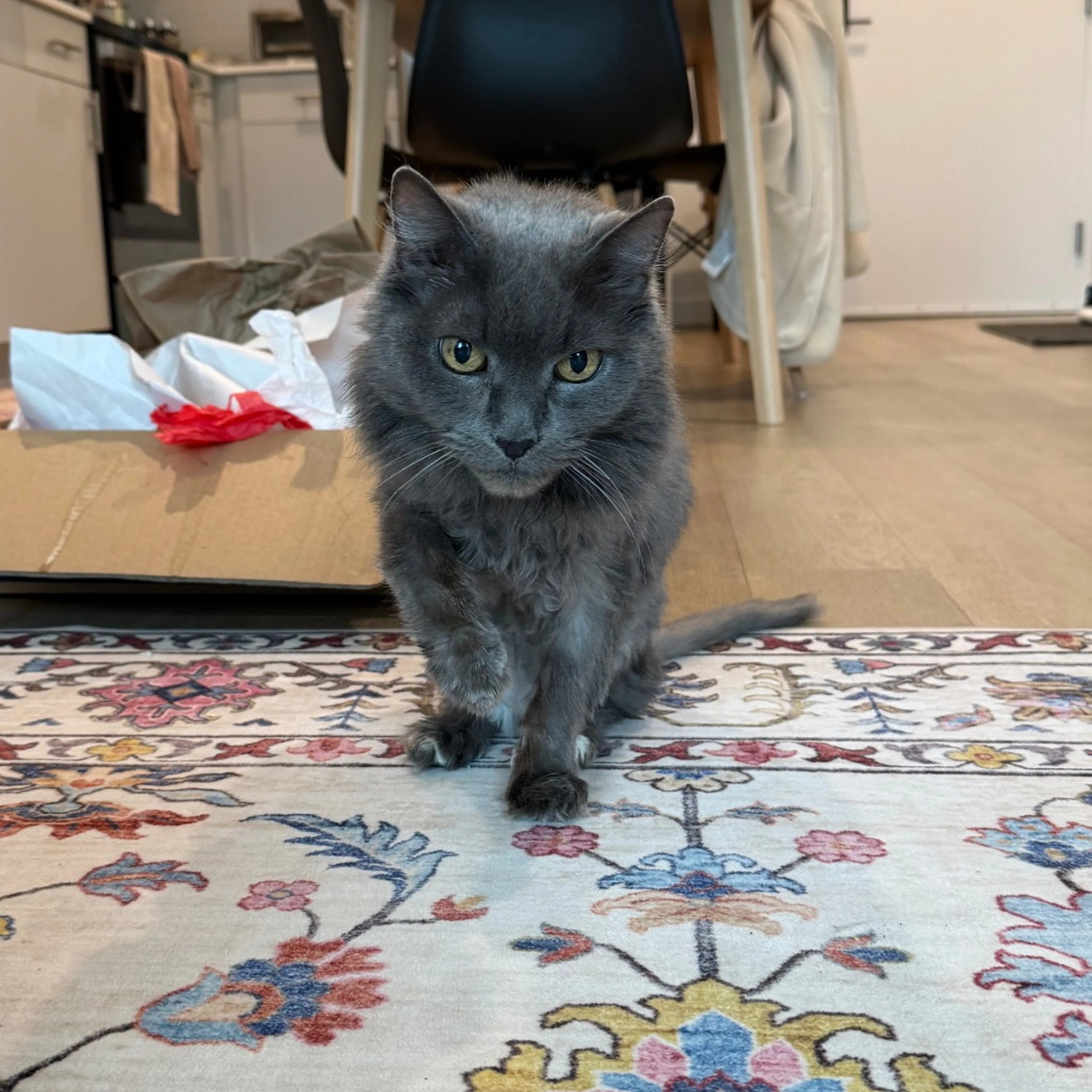 Found pet-3