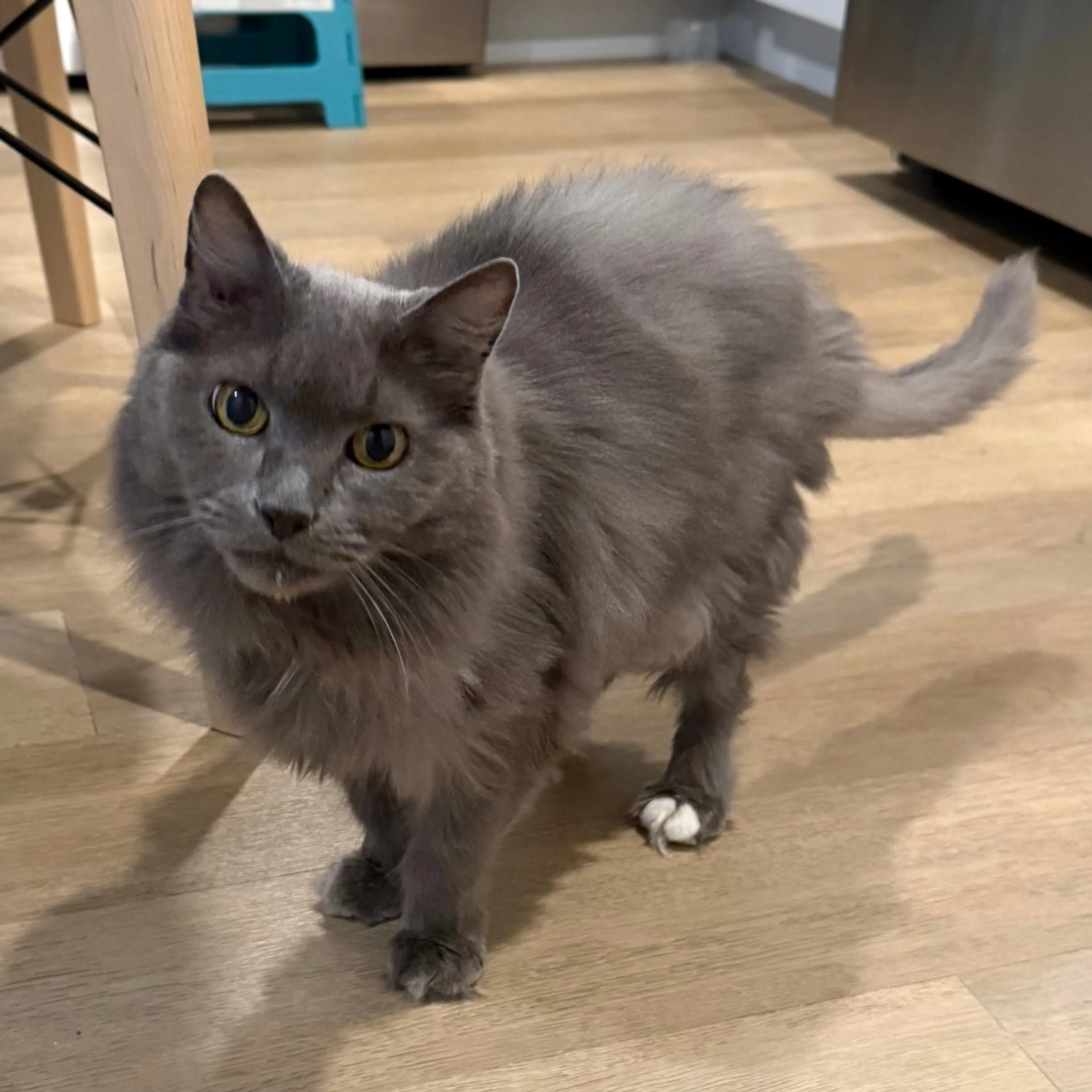 Found pet-4