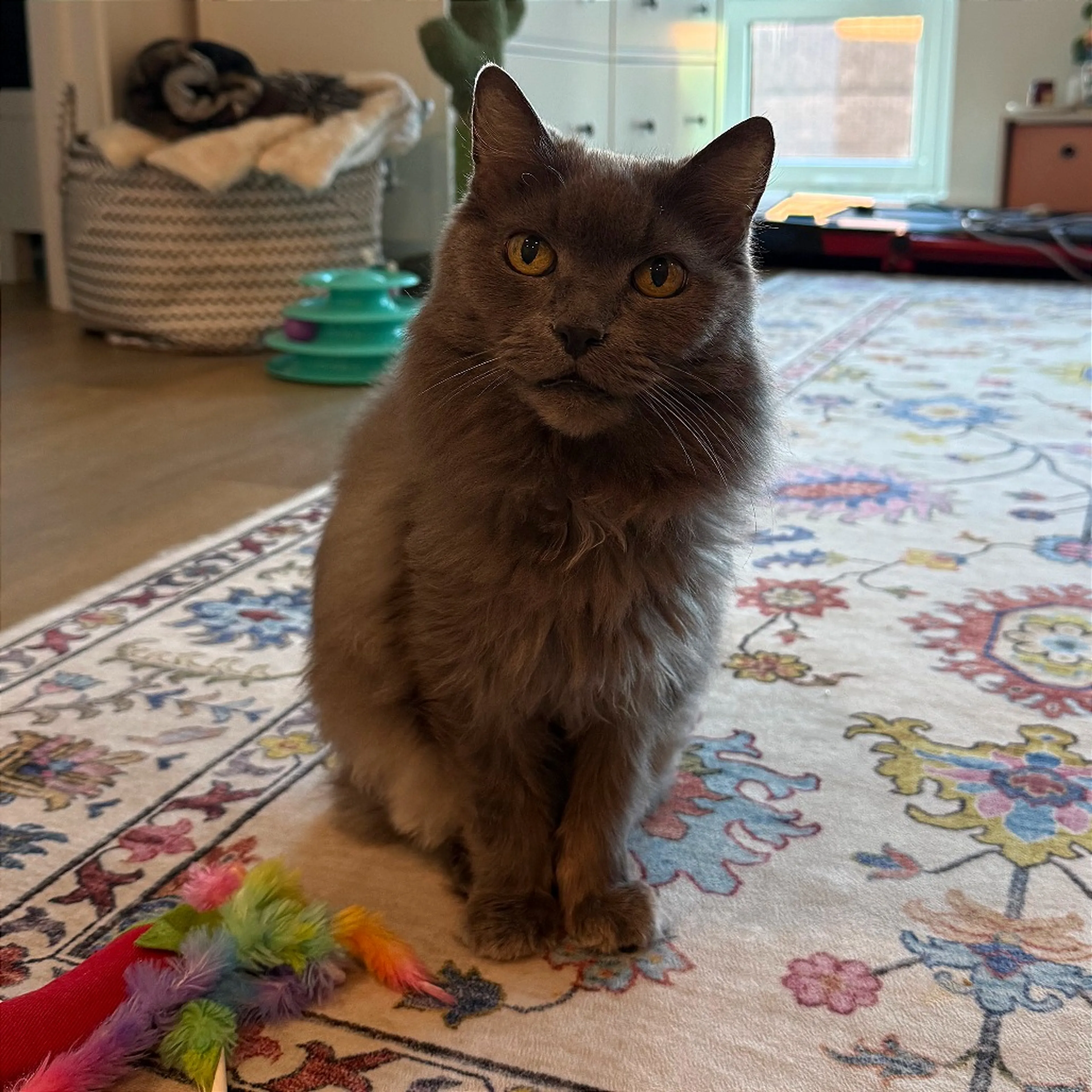 Found pet-0