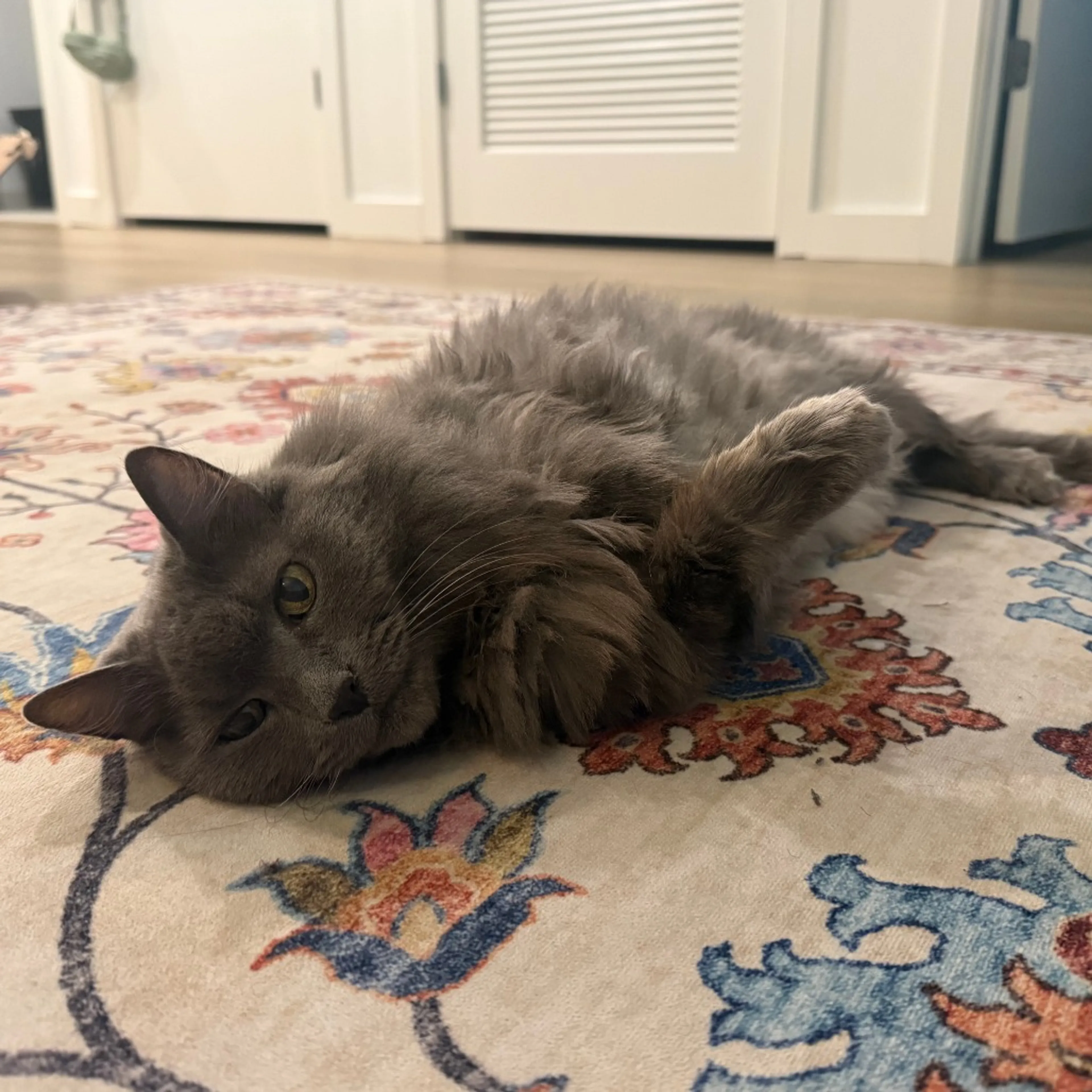 Found pet-1