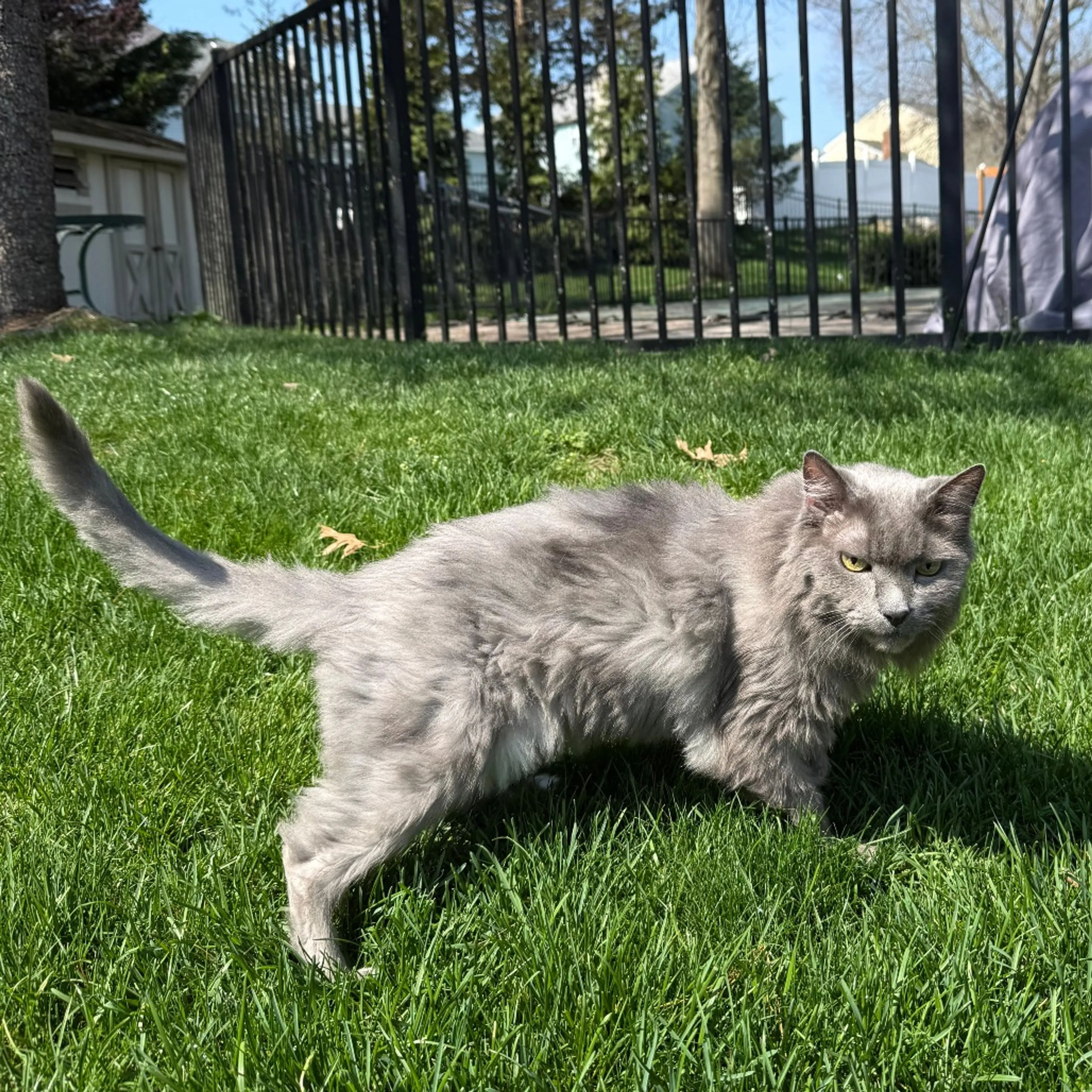 Found pet-2