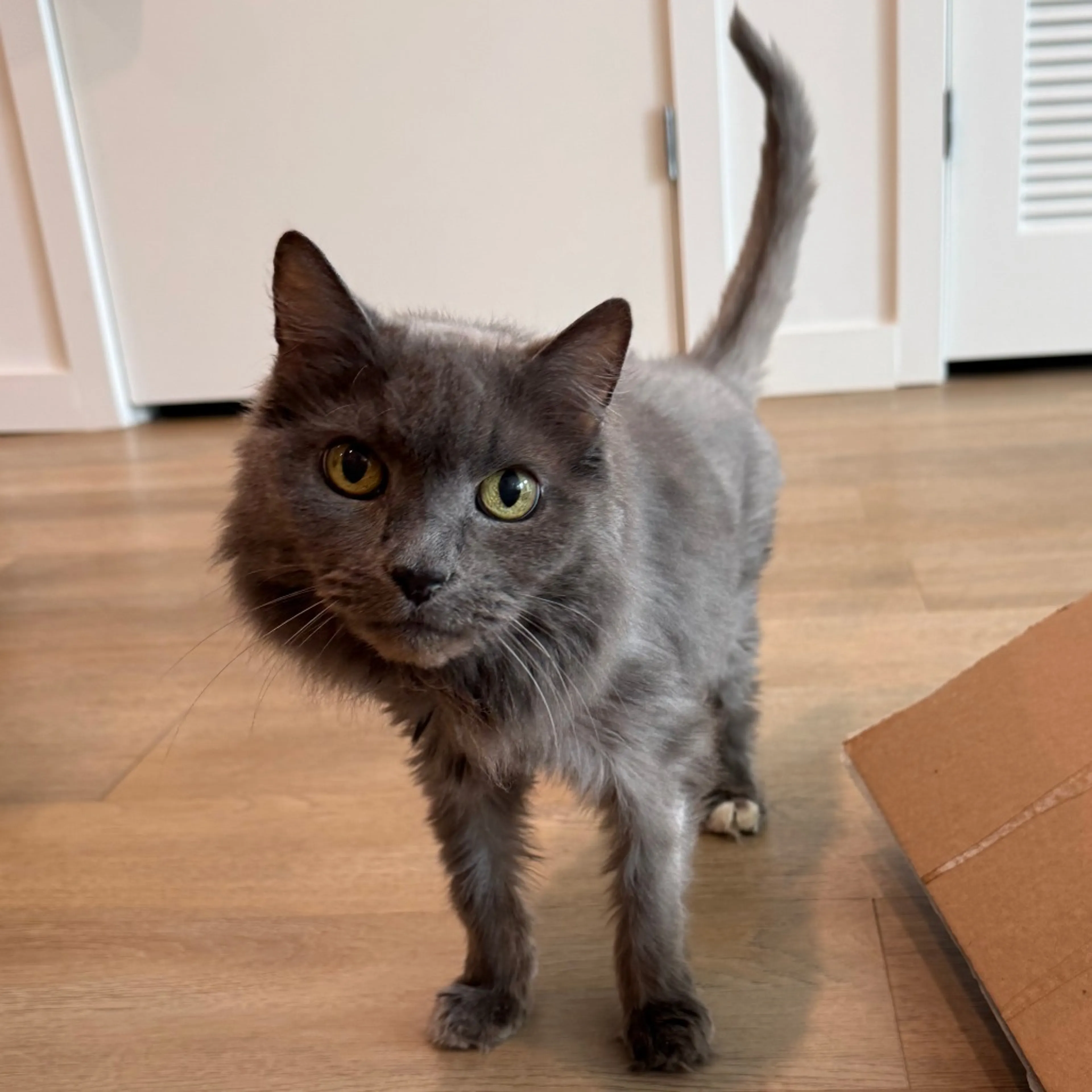 Found pet-5