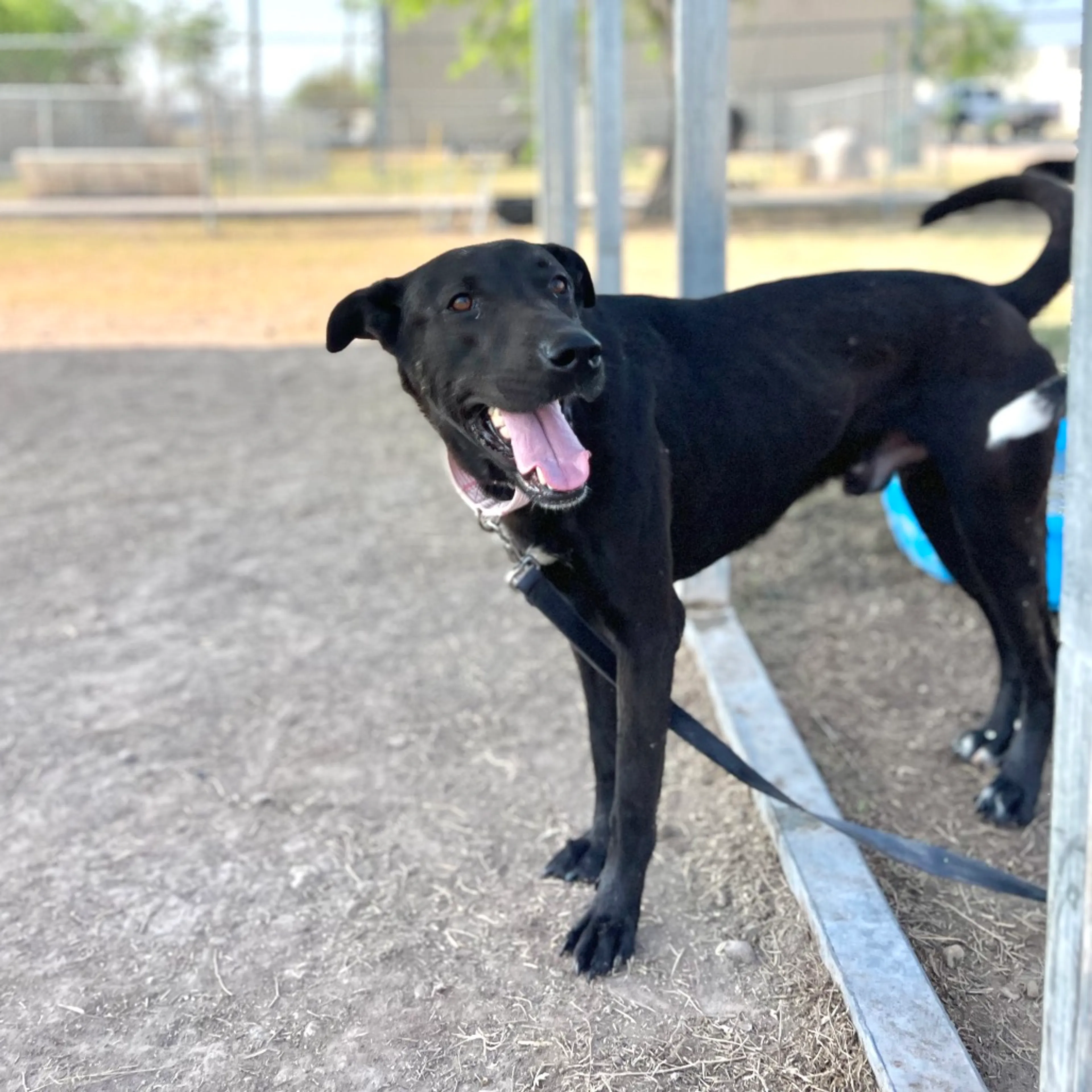 Found pet-3