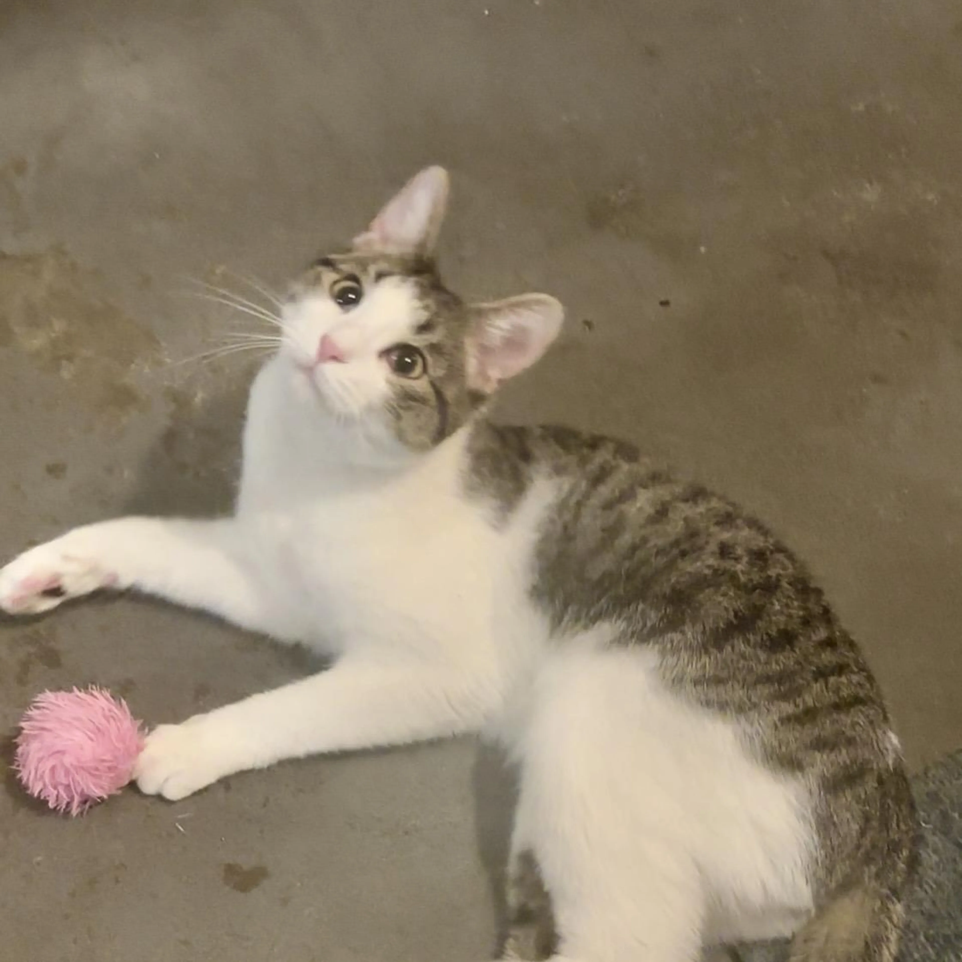 Found pet-2