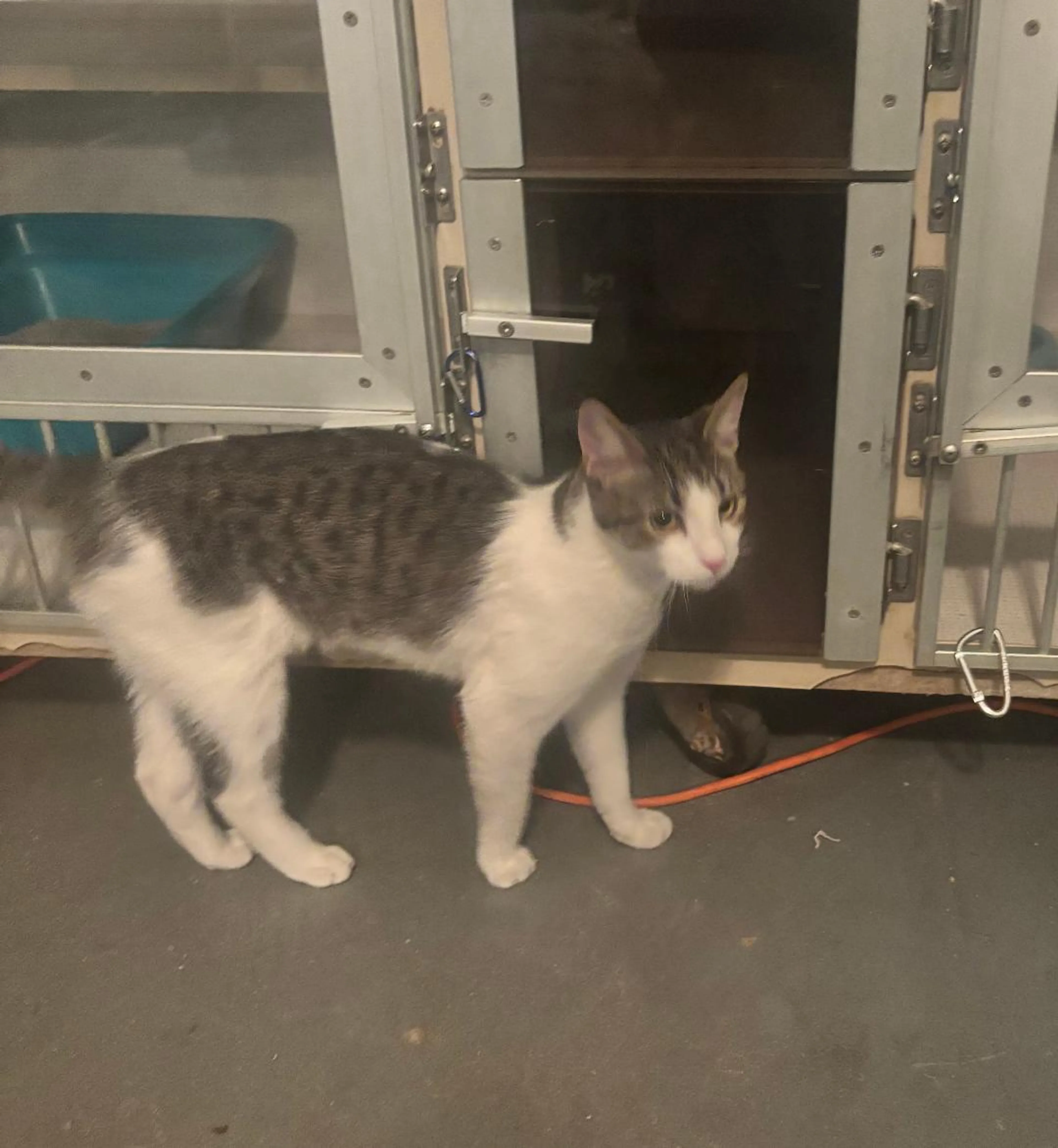 Found pet-1