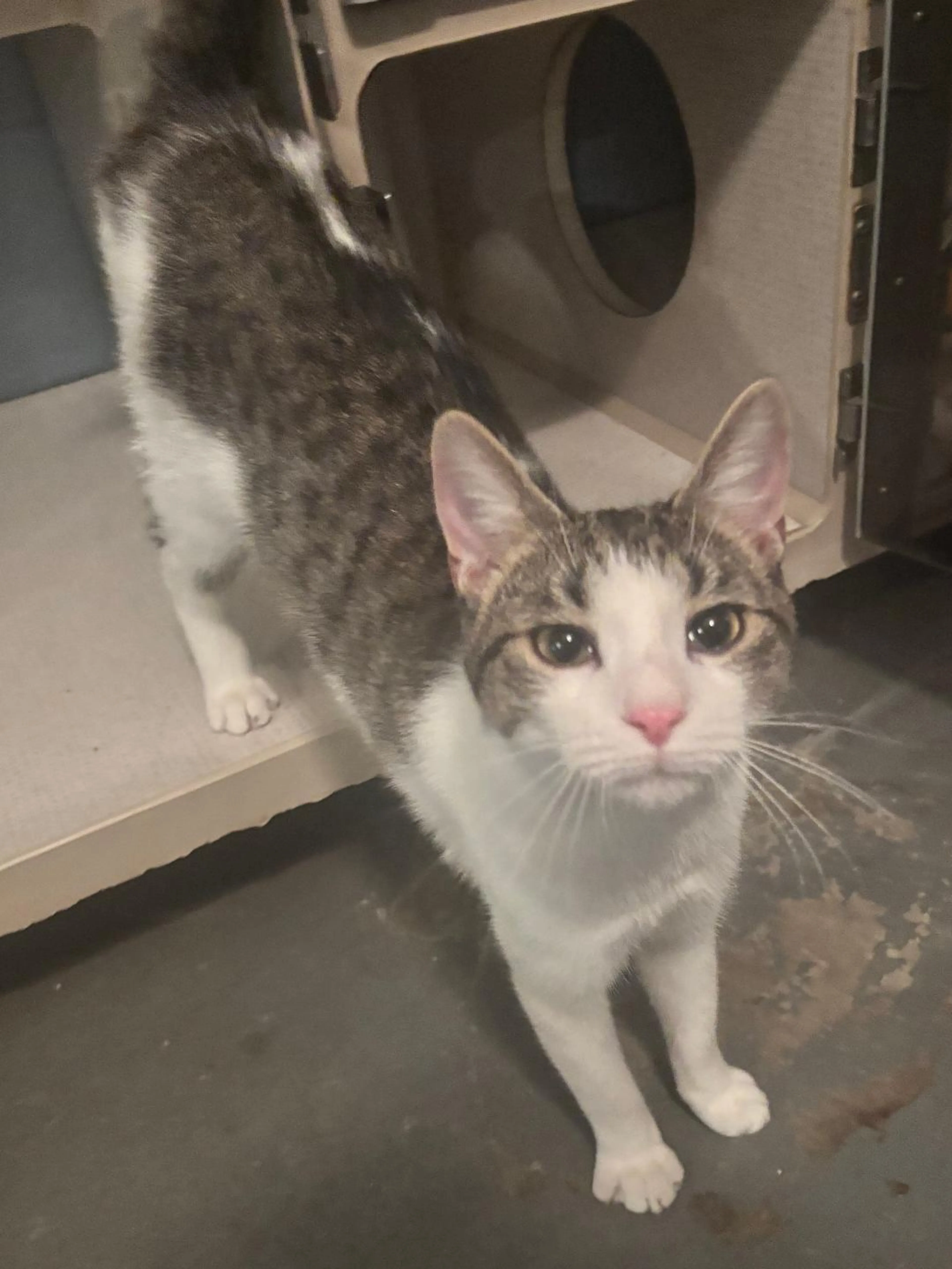 Found pet-0