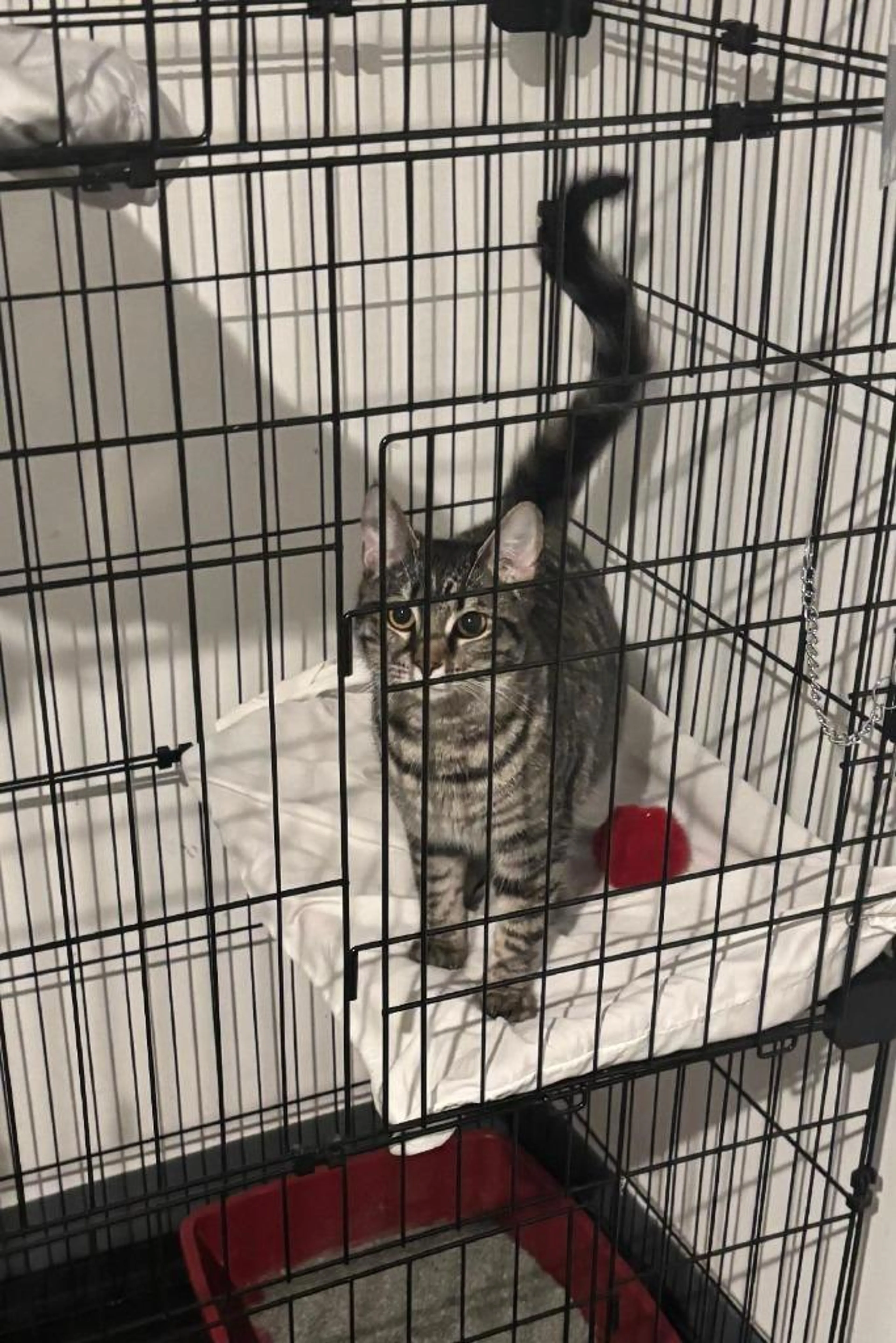 Found pet