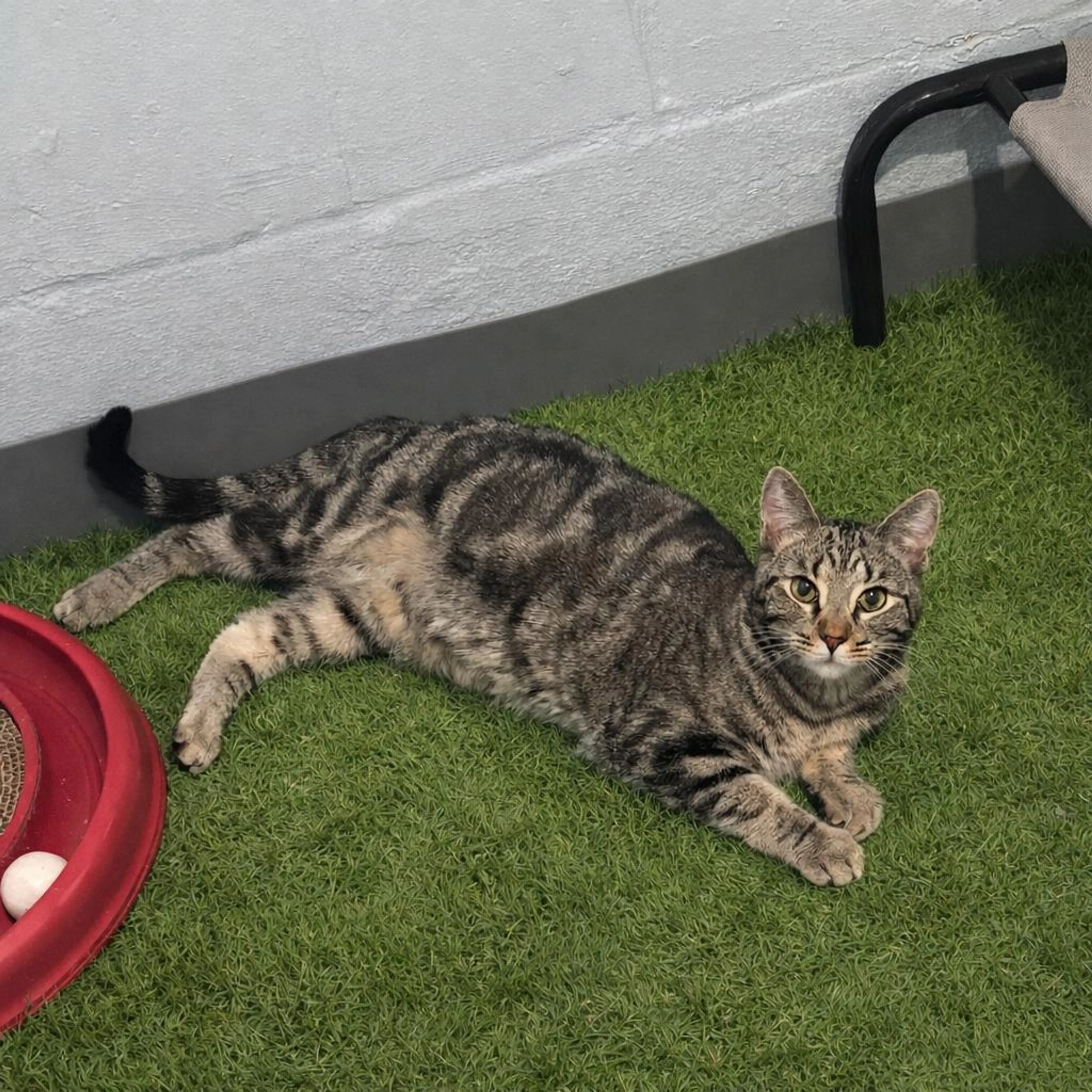 Found pet-1
