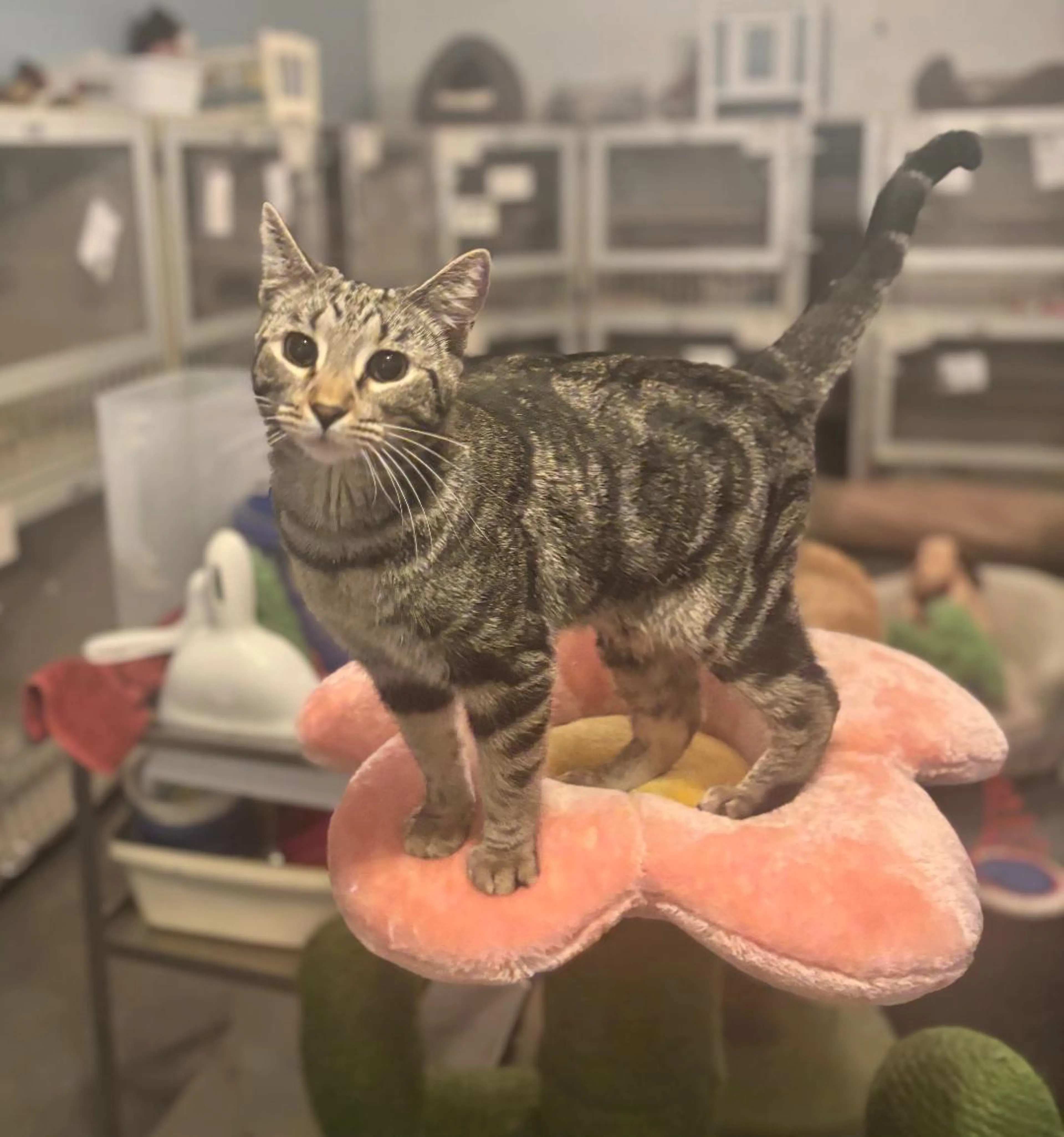 Found pet-3