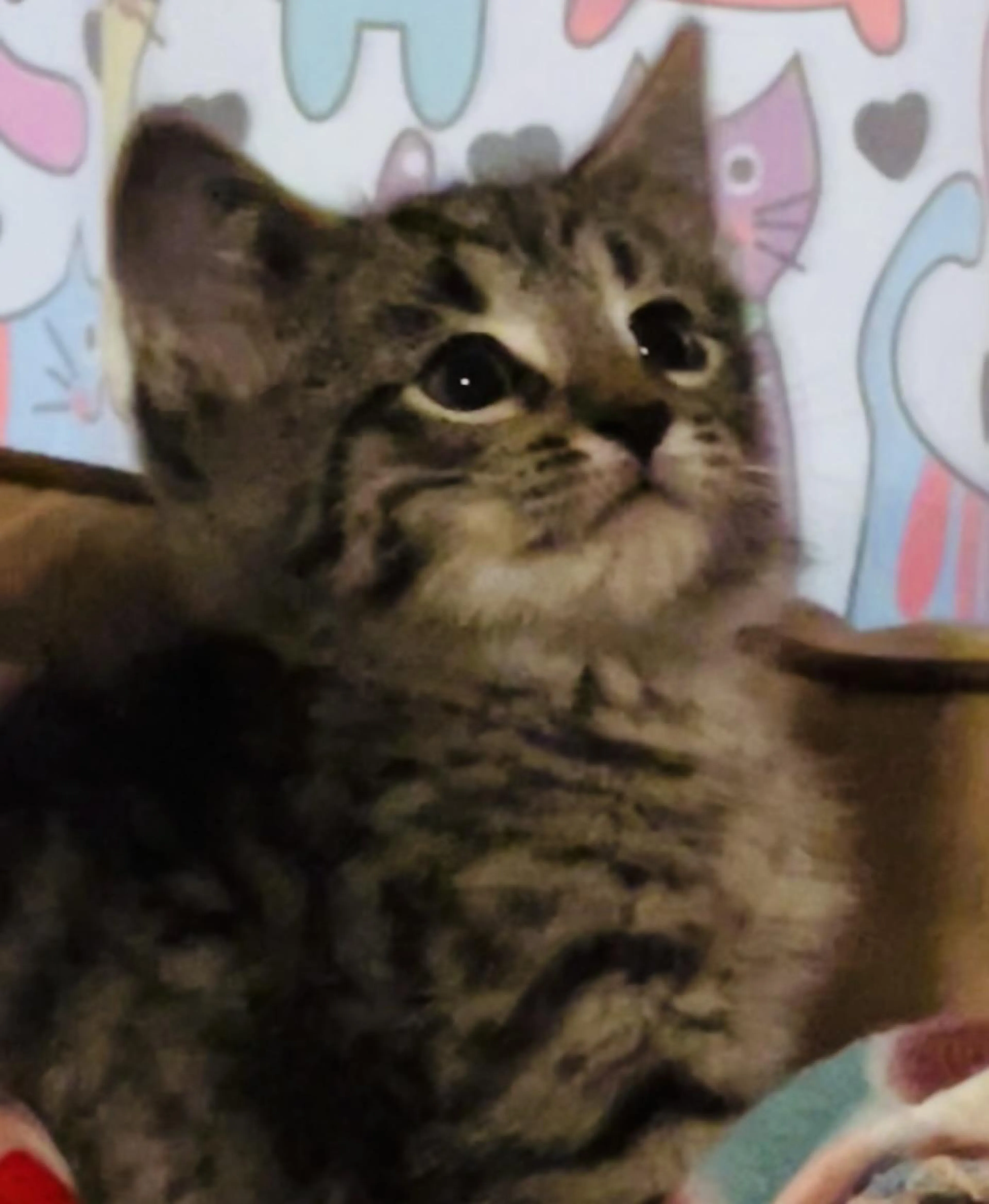 Found pet-0