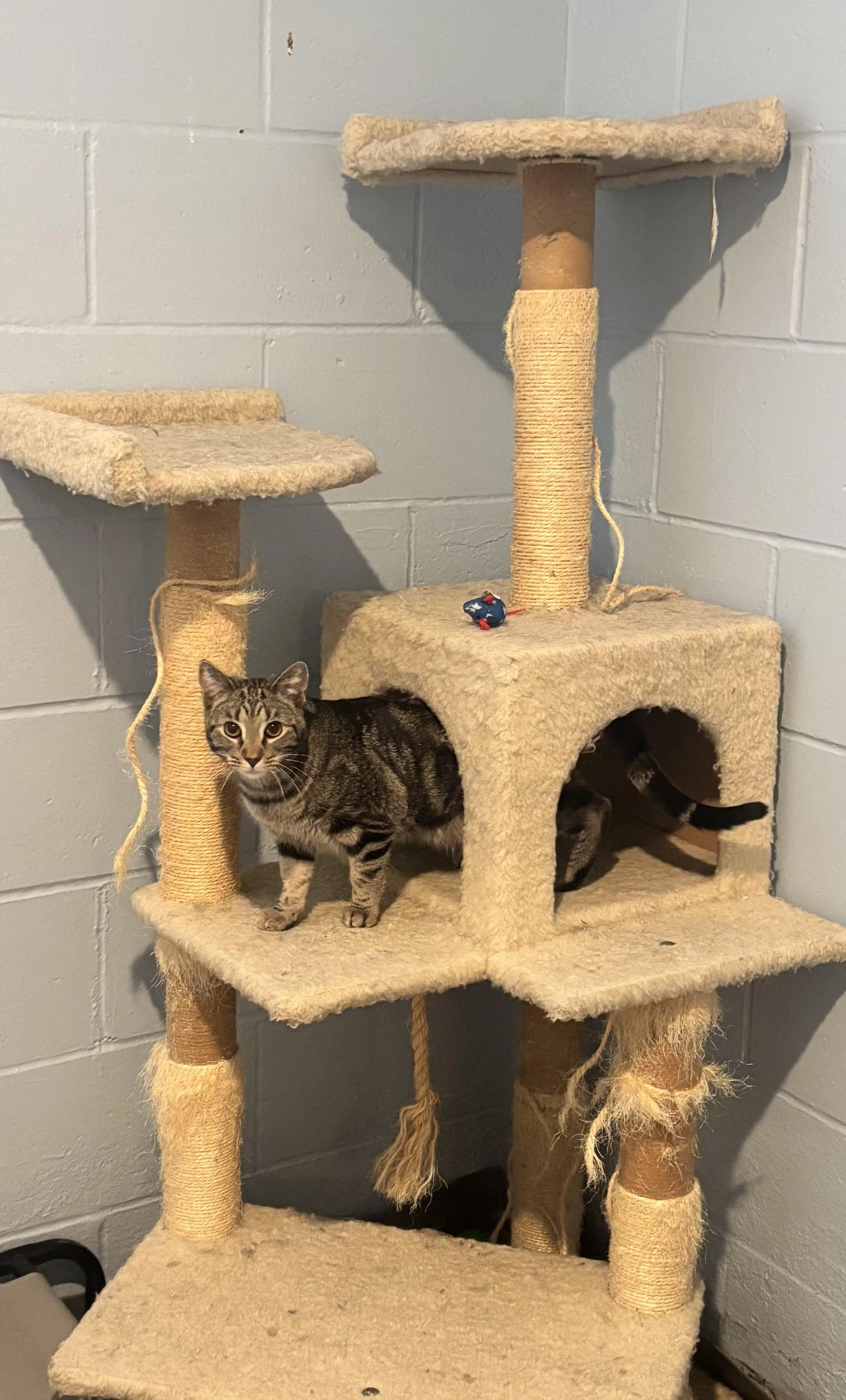 Found pet-2