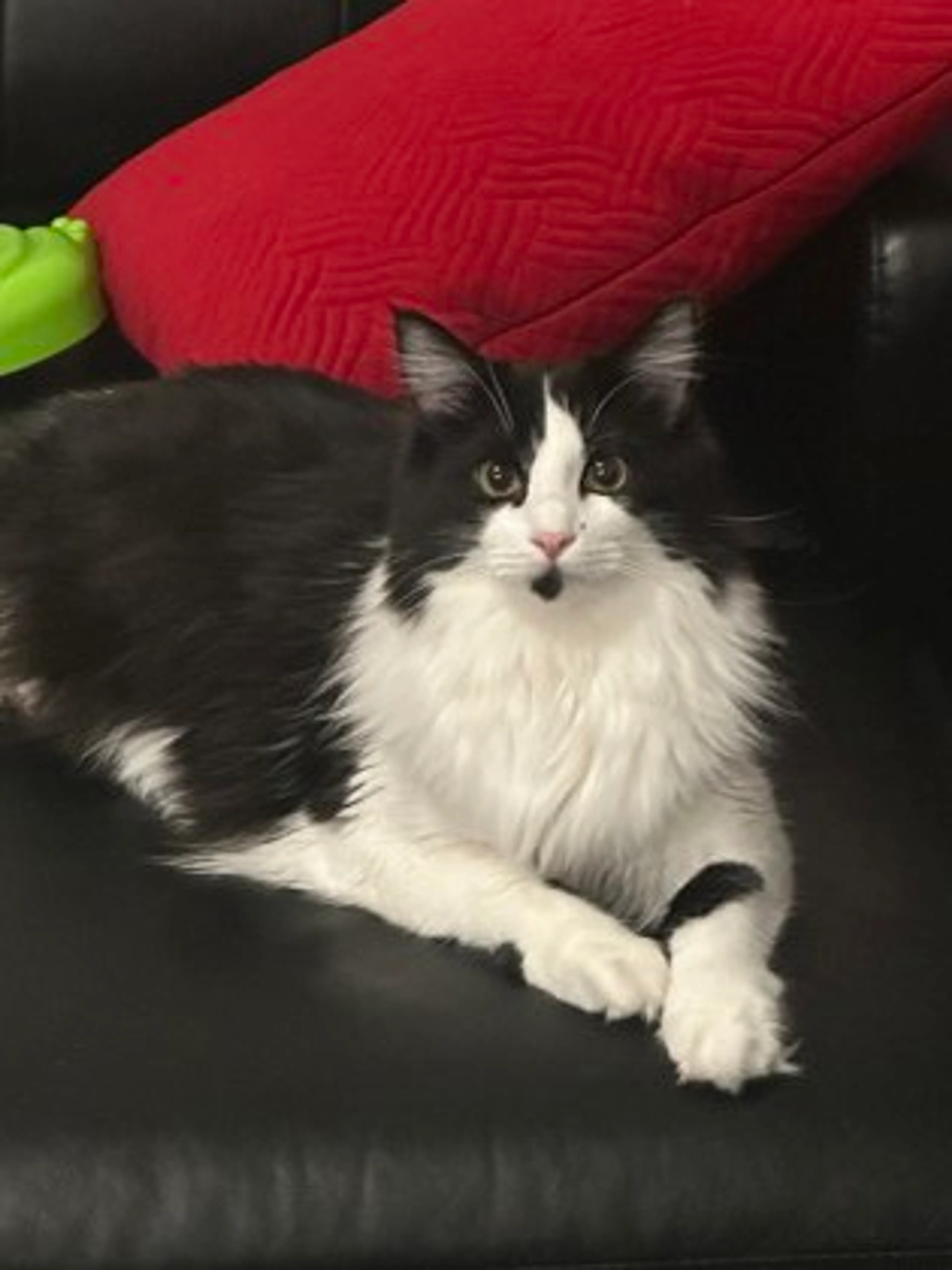 Found pet-1