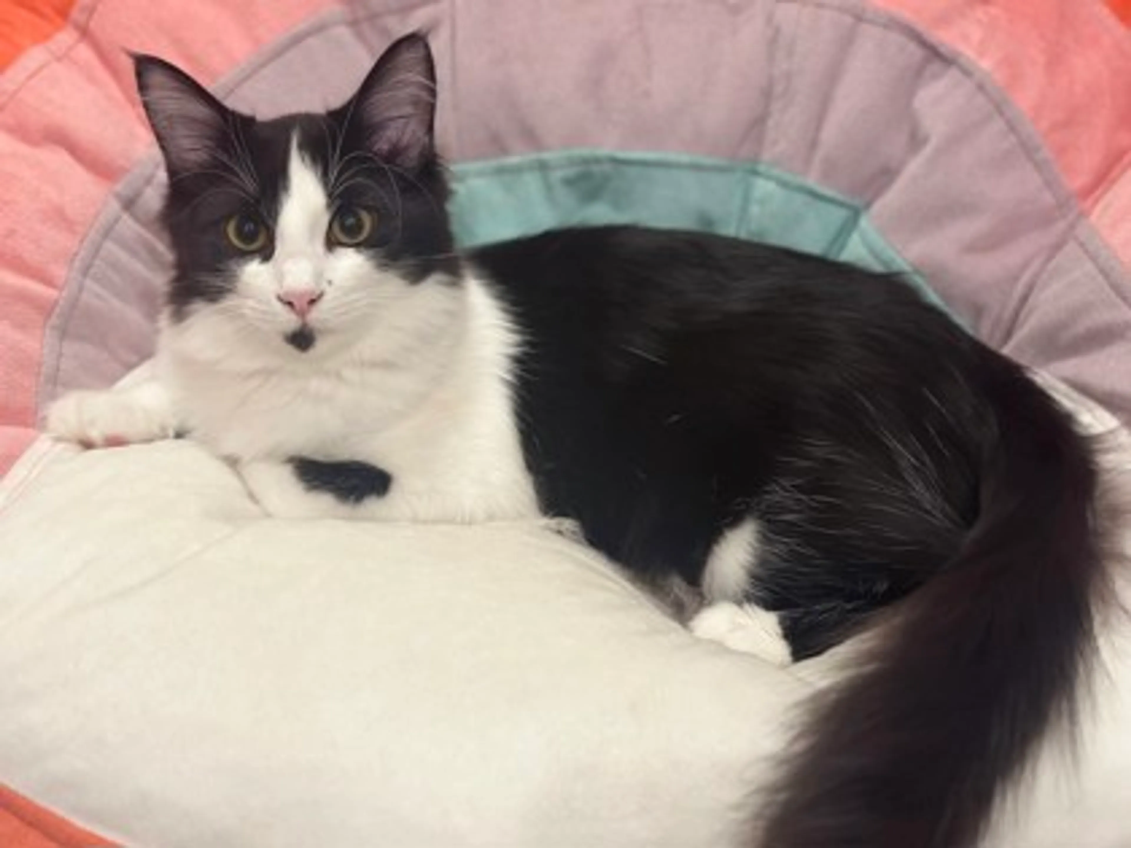 Found pet-2