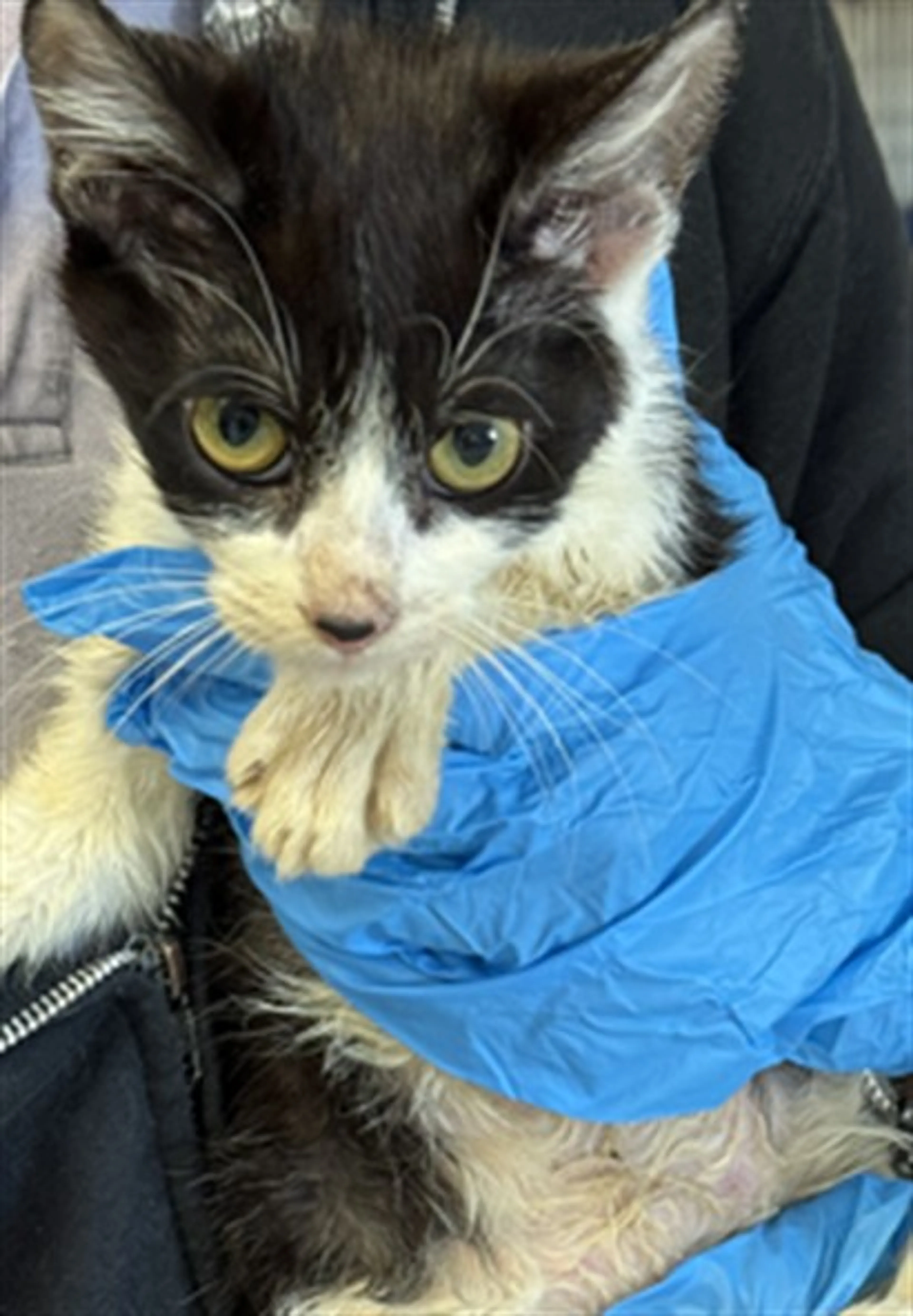 Found pet