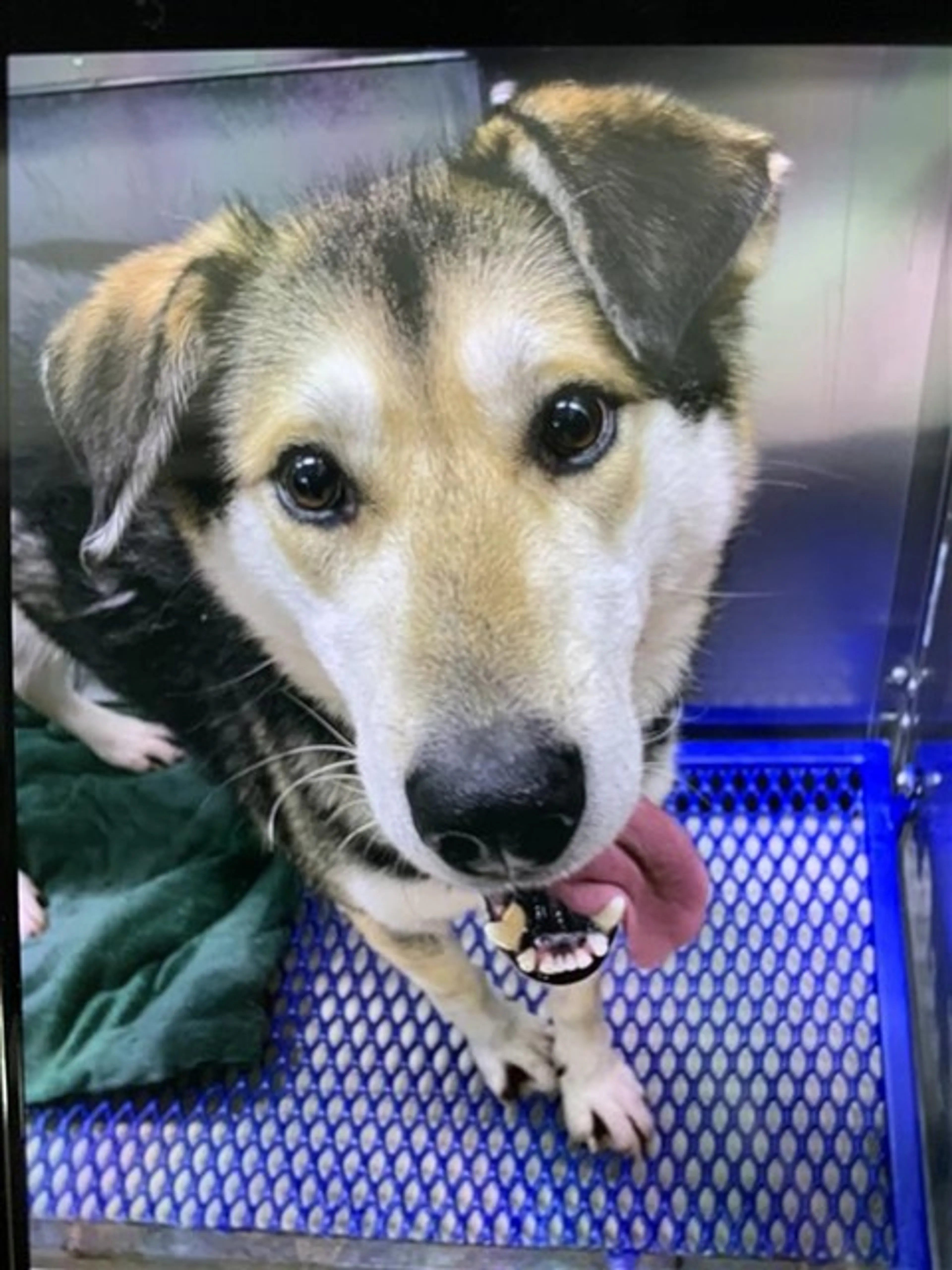 Found pet