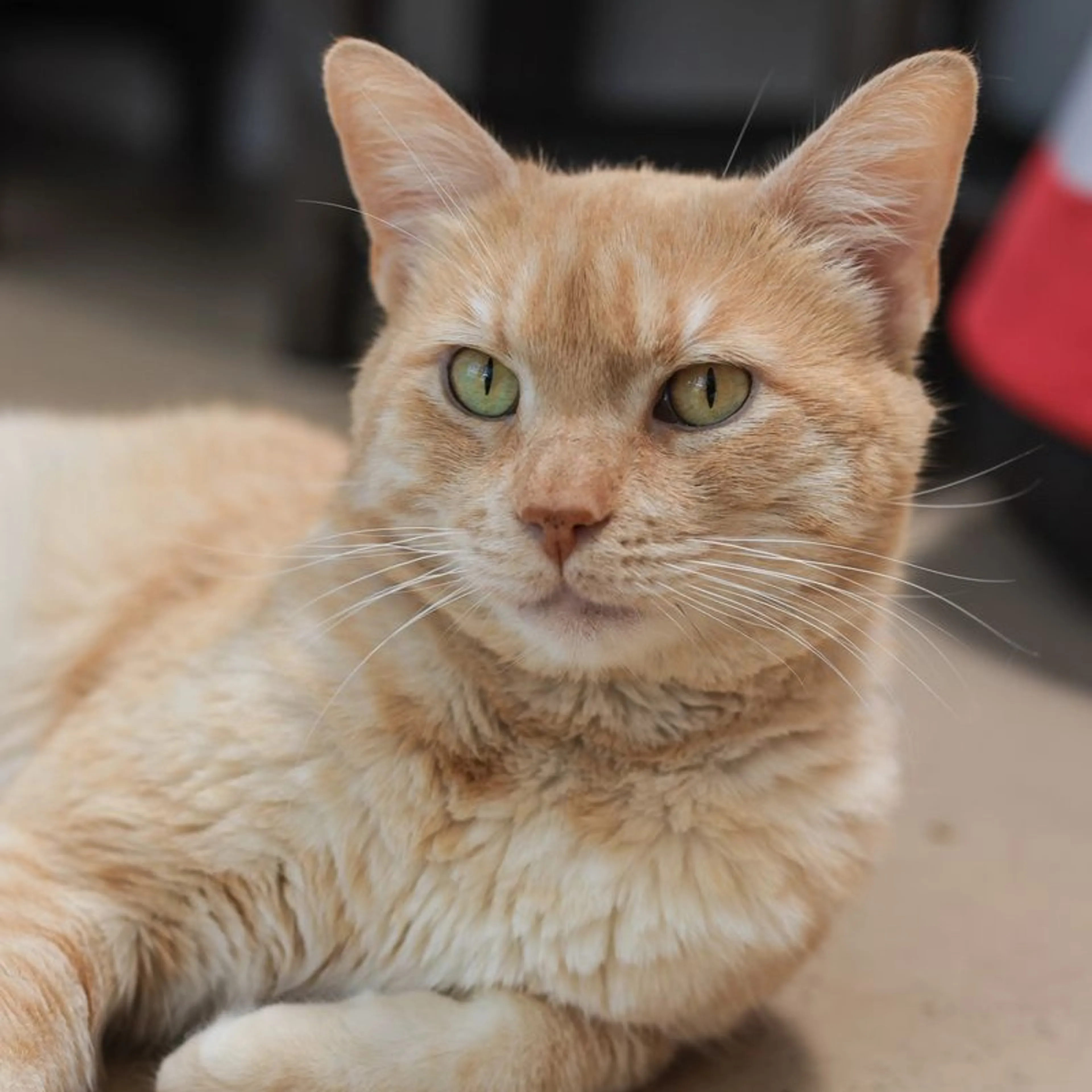 Found pet-1