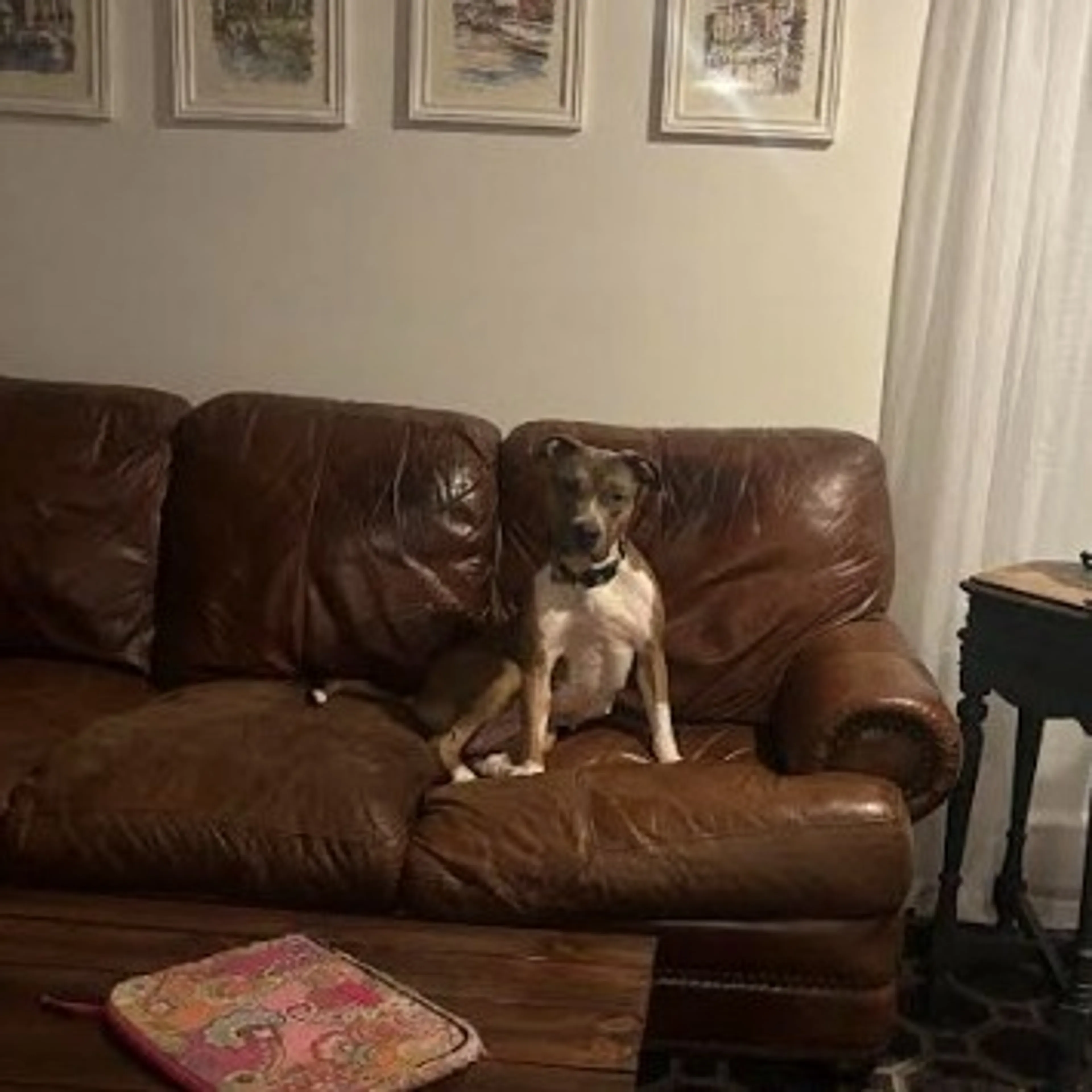 Found pet-6