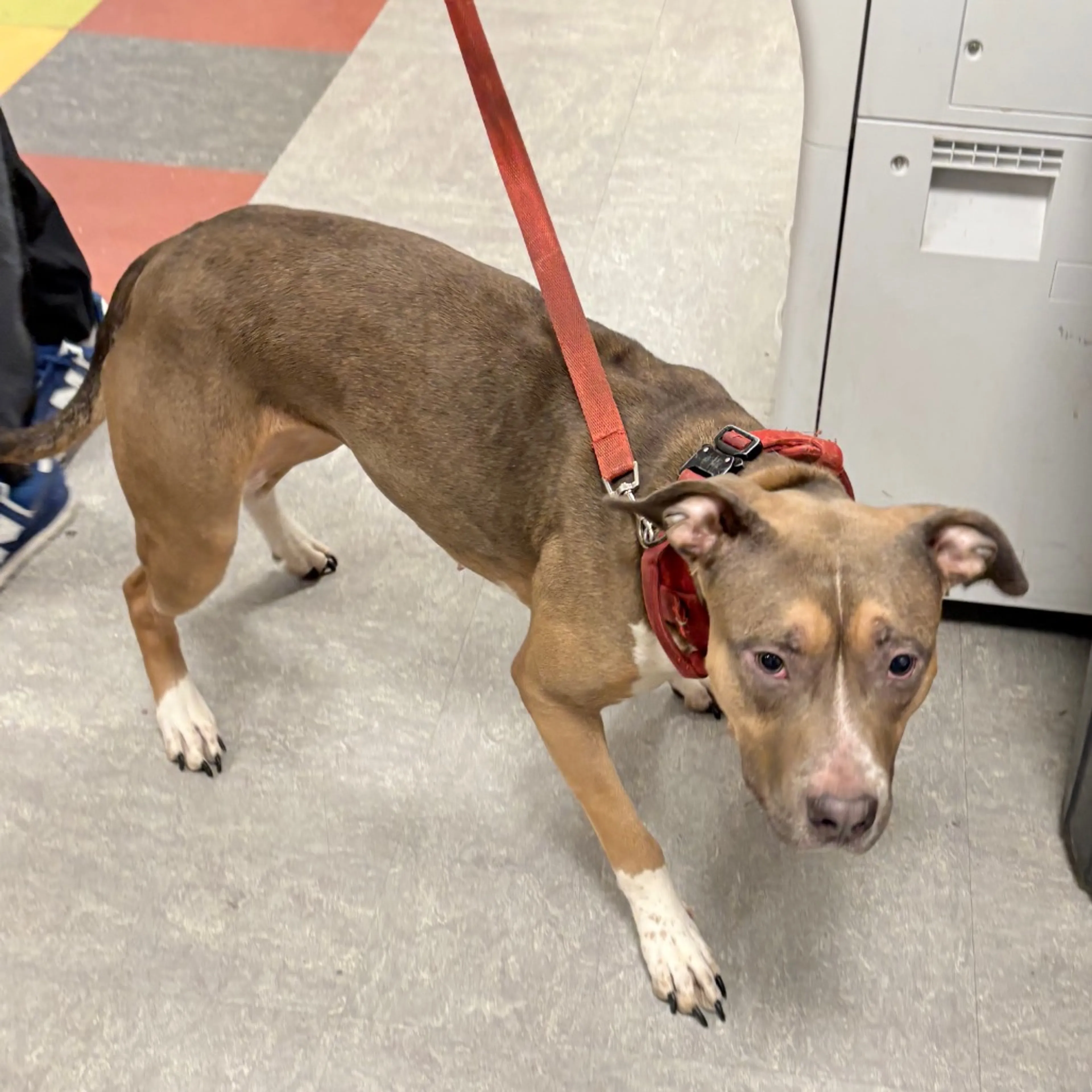 Found pet-2