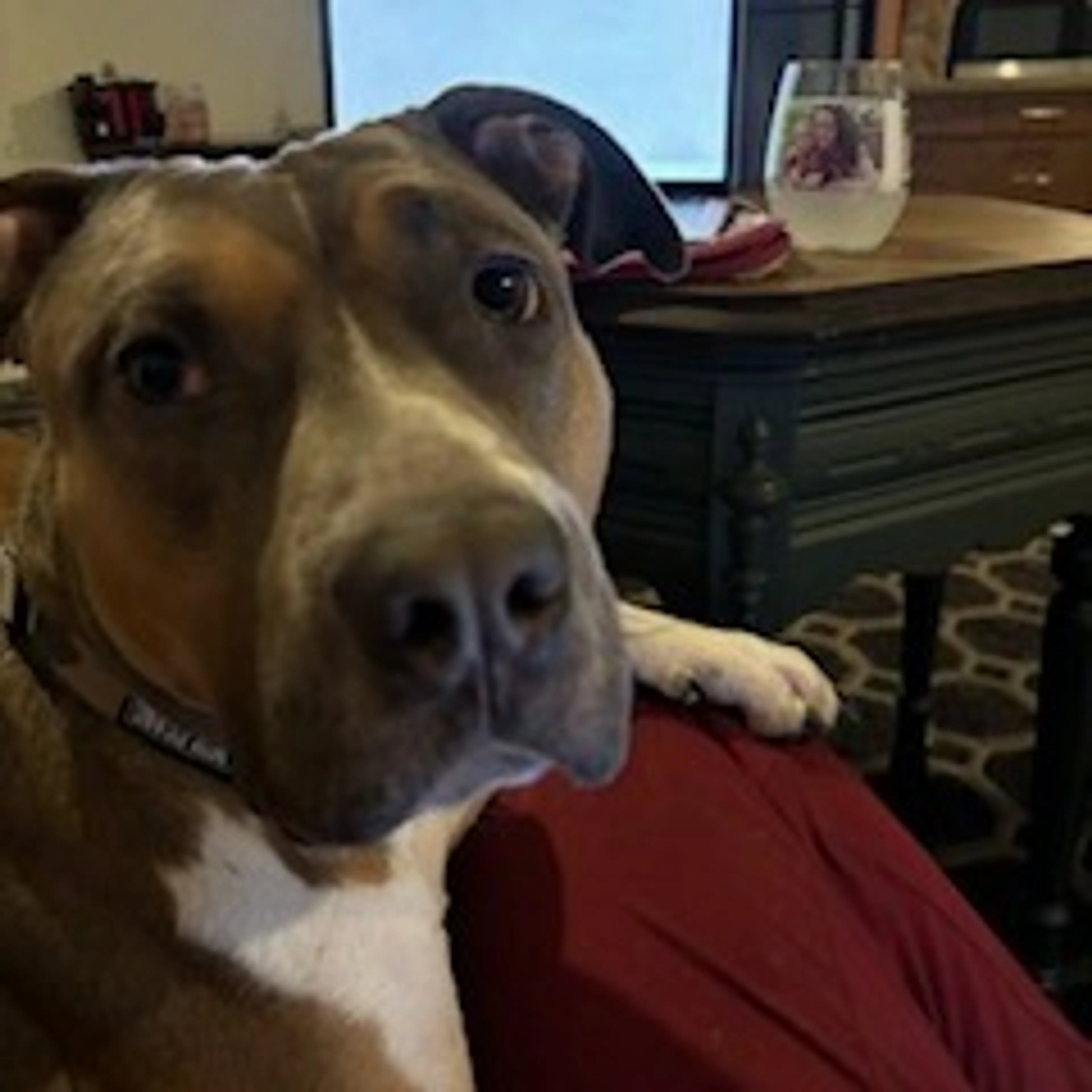 Found pet-8