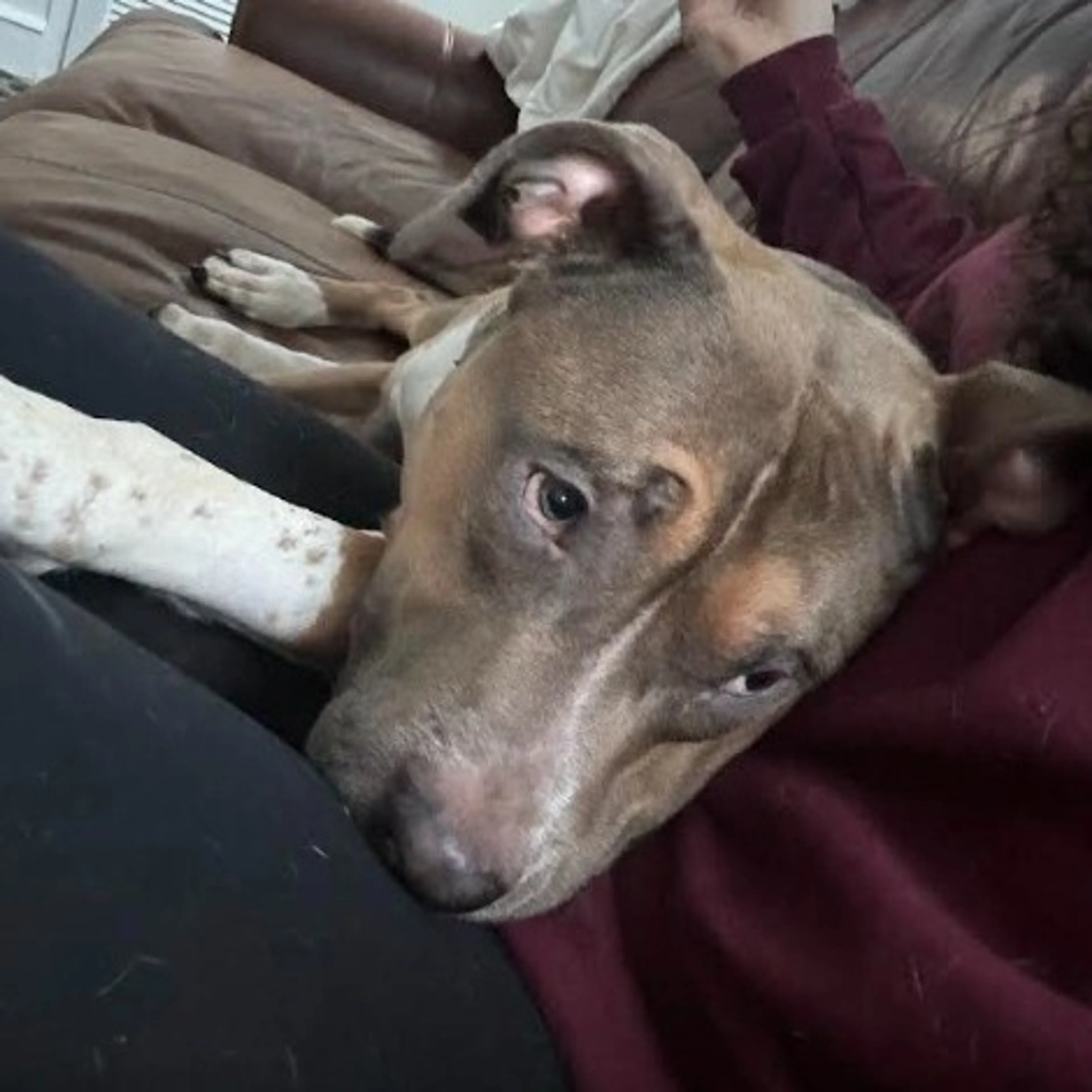 Found pet-5
