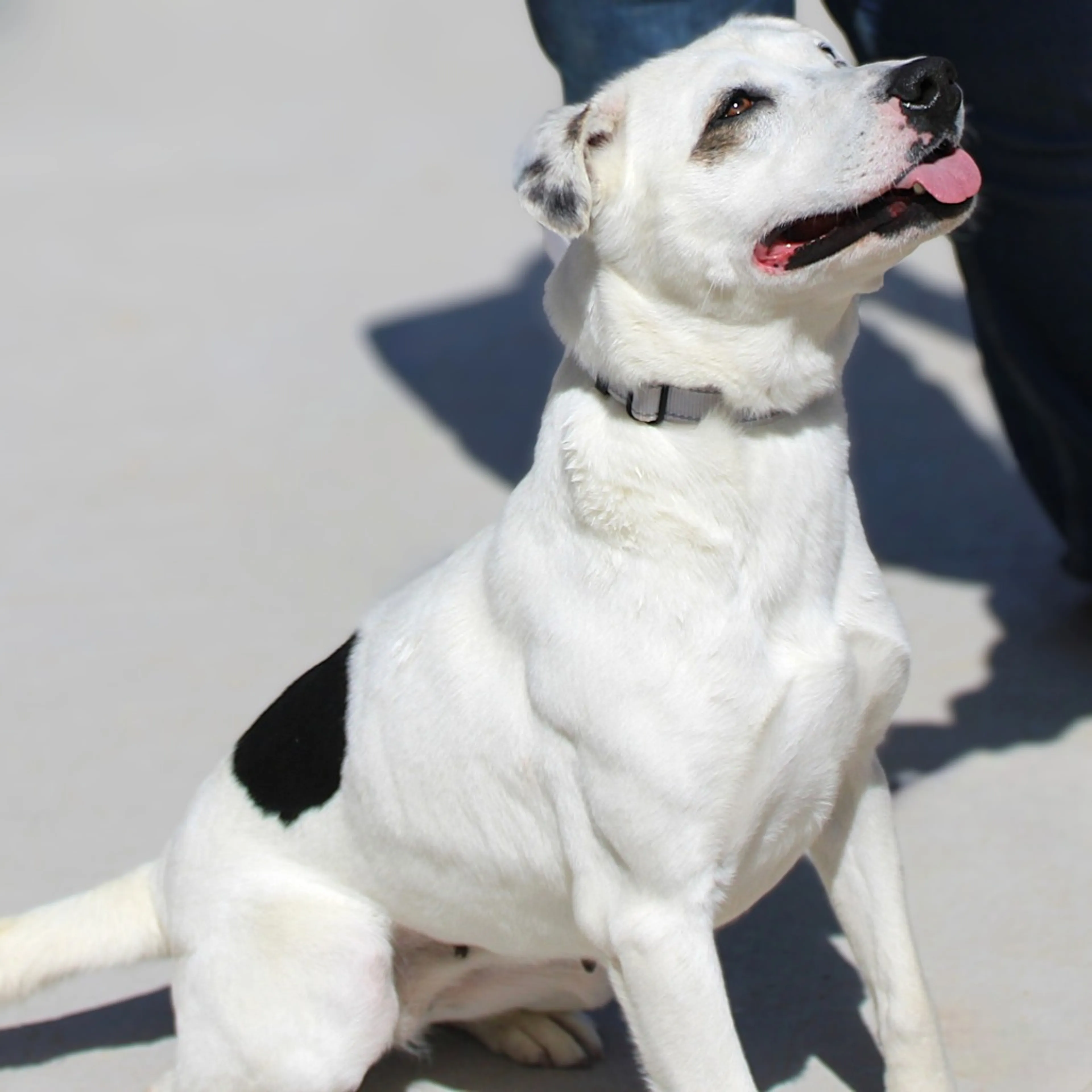 Found pet-13