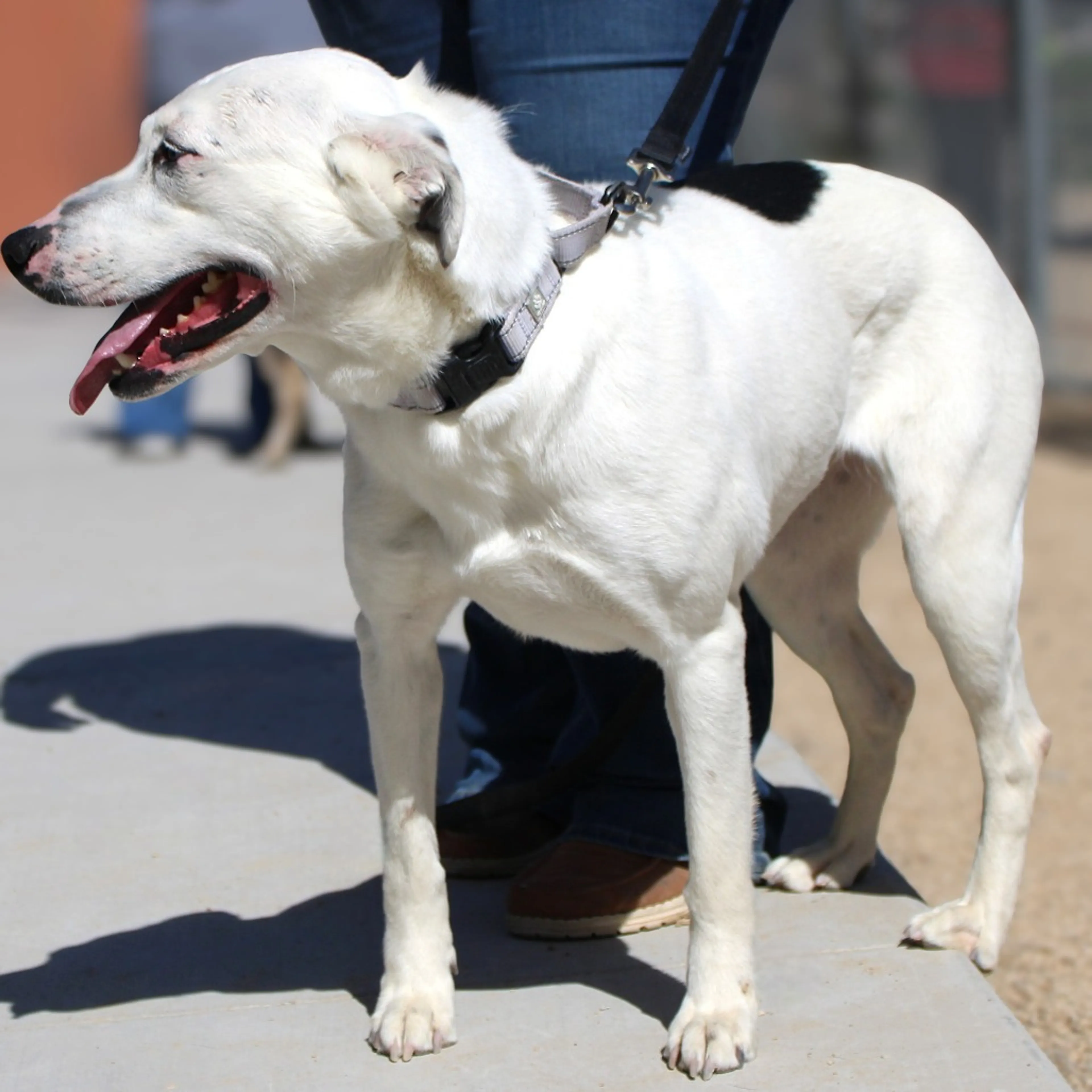 Found pet-12
