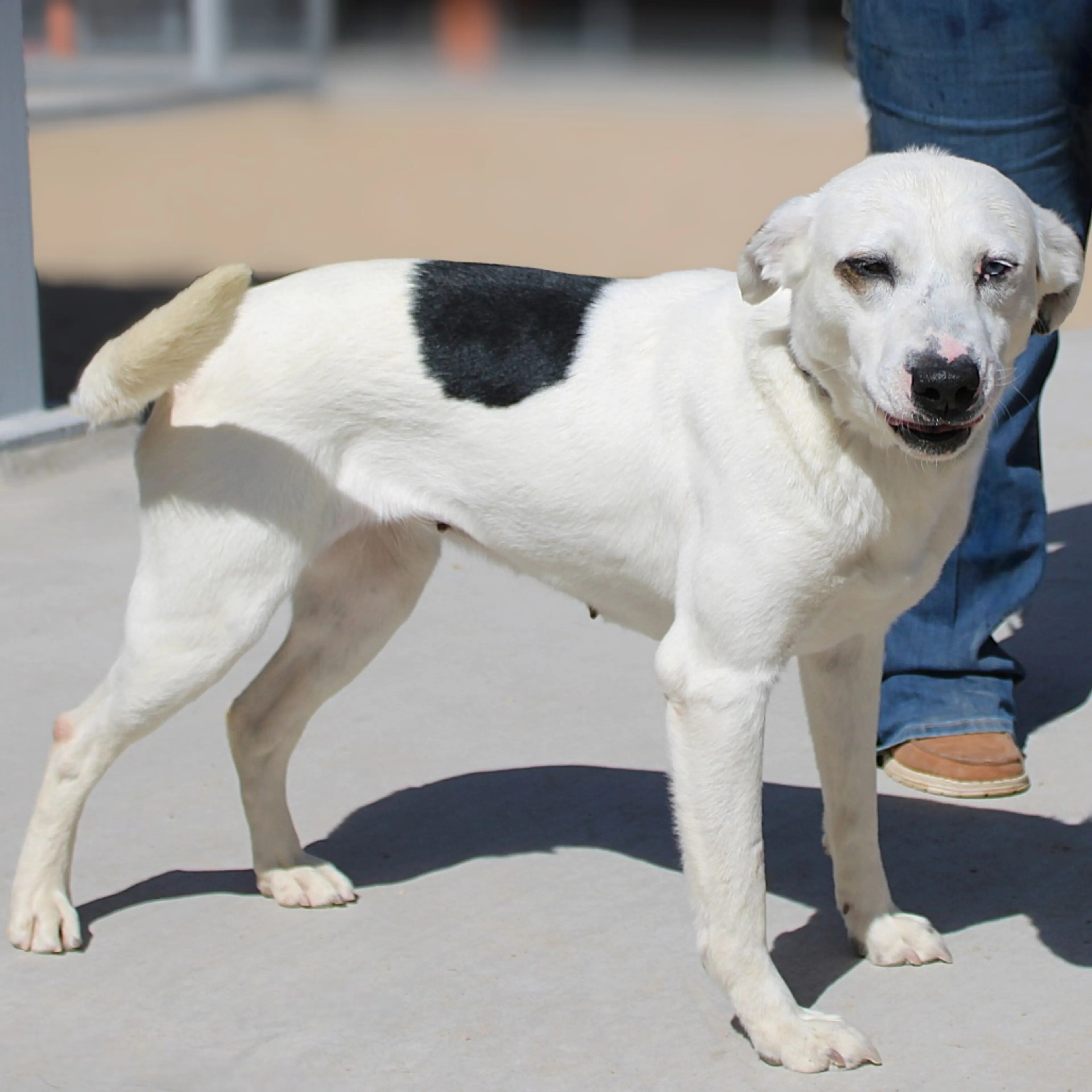 Found pet-11