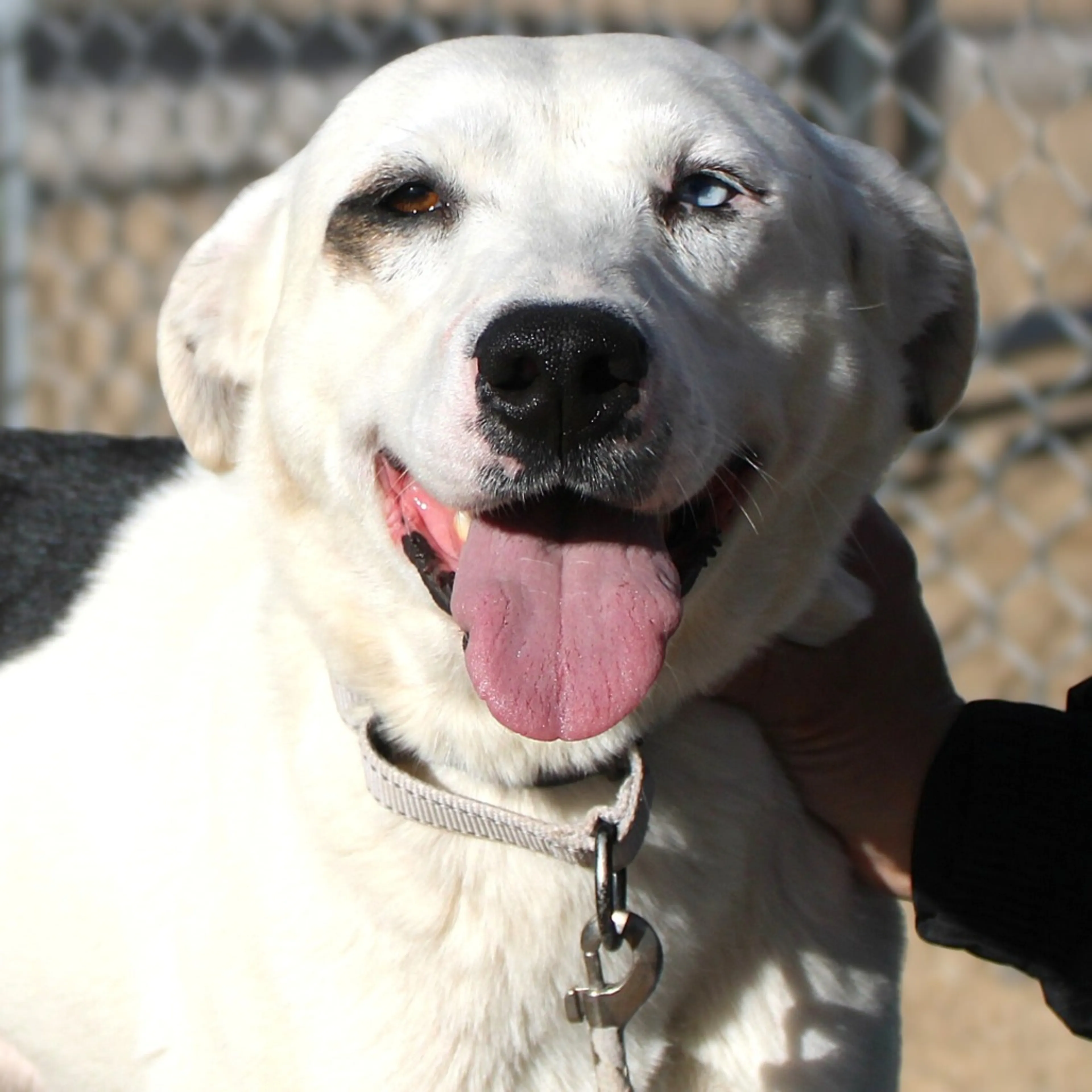 Found pet-5