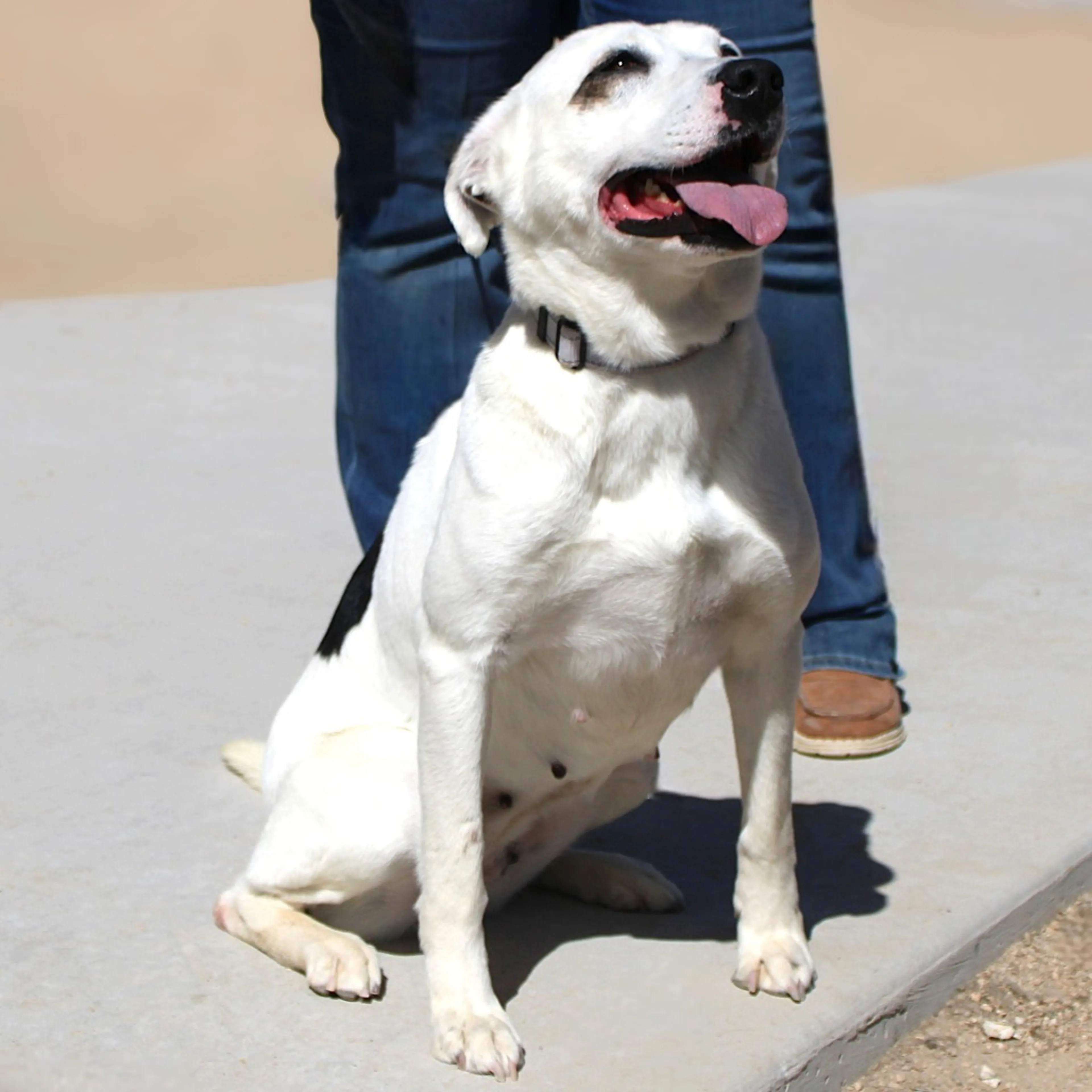 Found pet-14