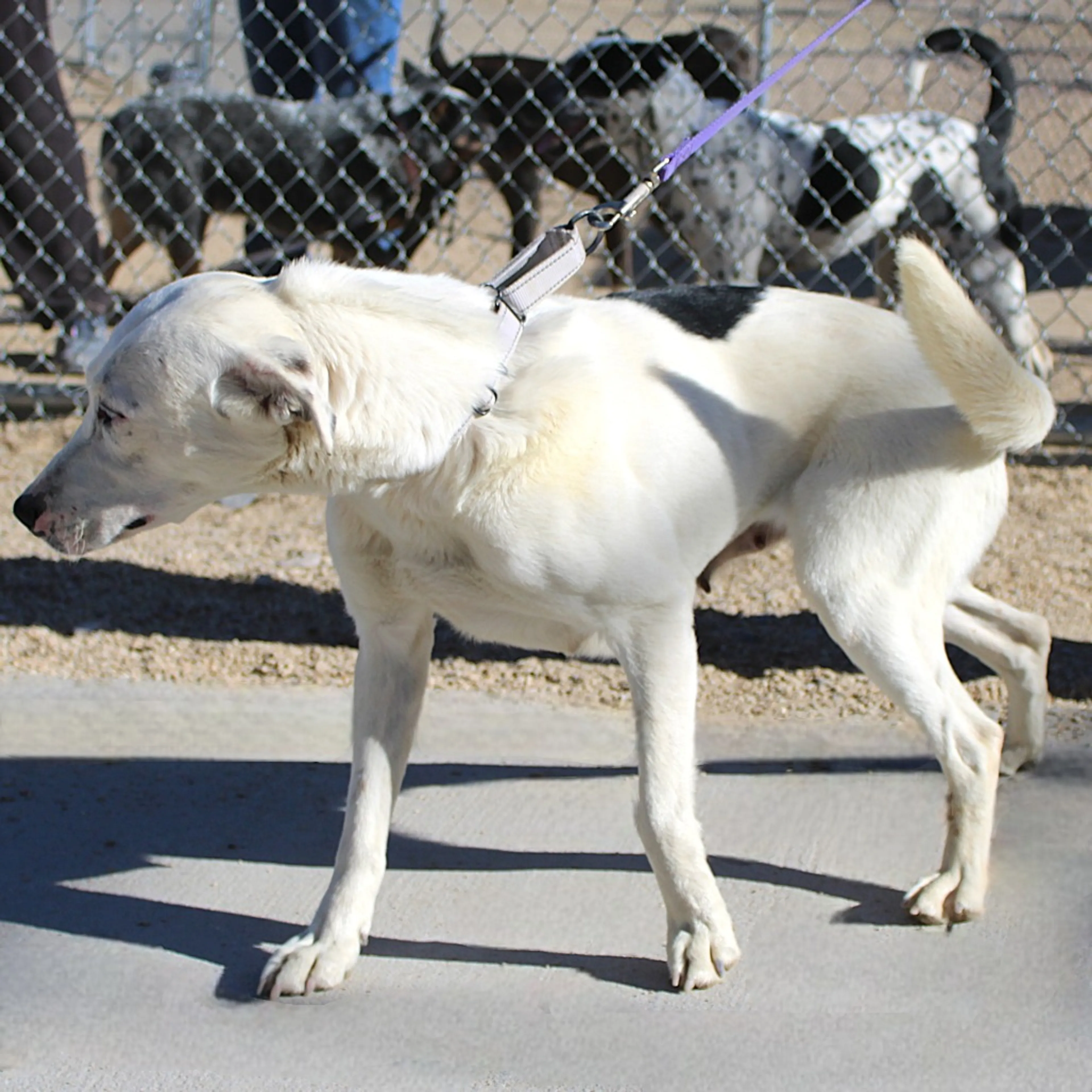 Found pet-8
