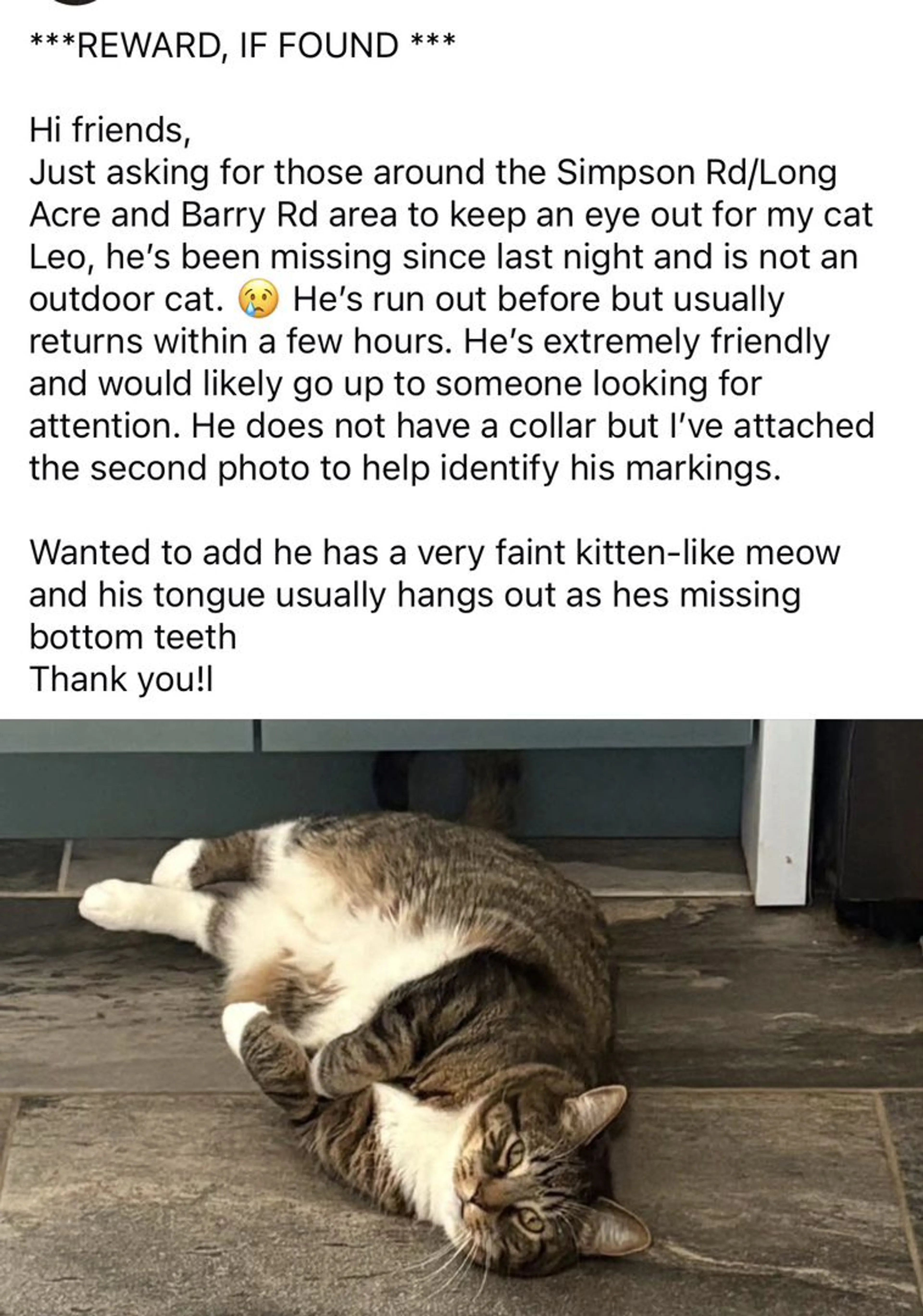 Lost pet-0