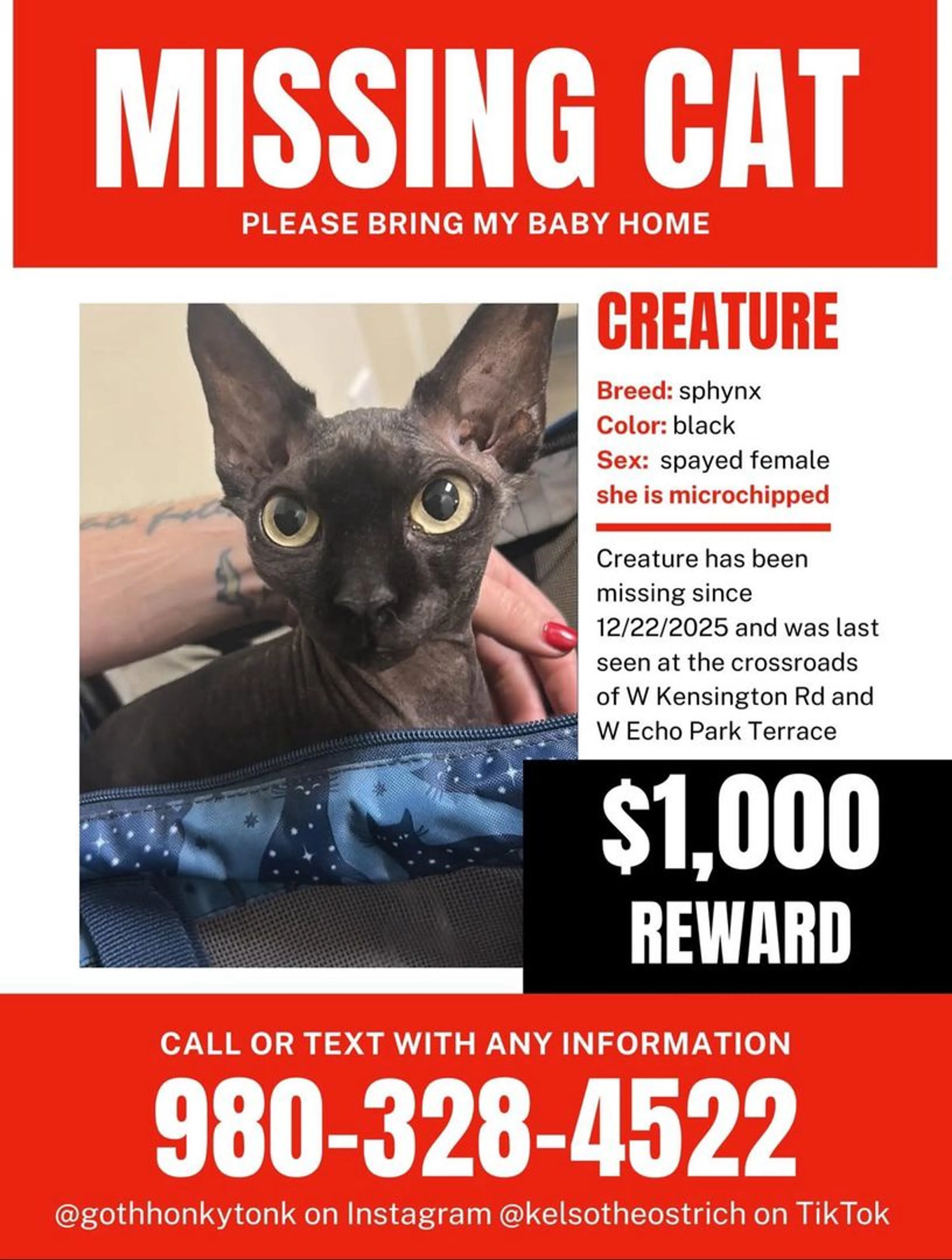 Lost pet