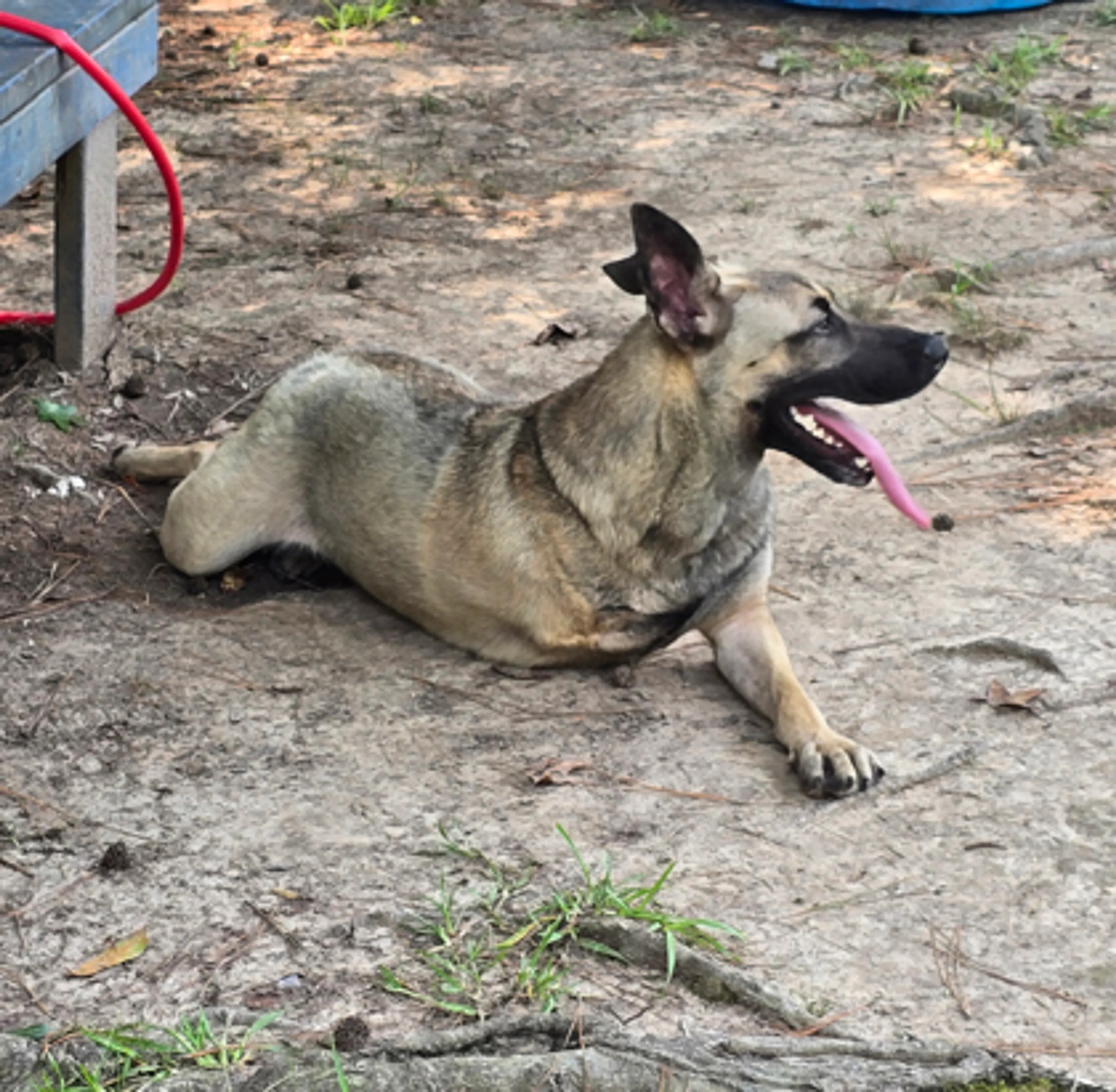 Found pet-1