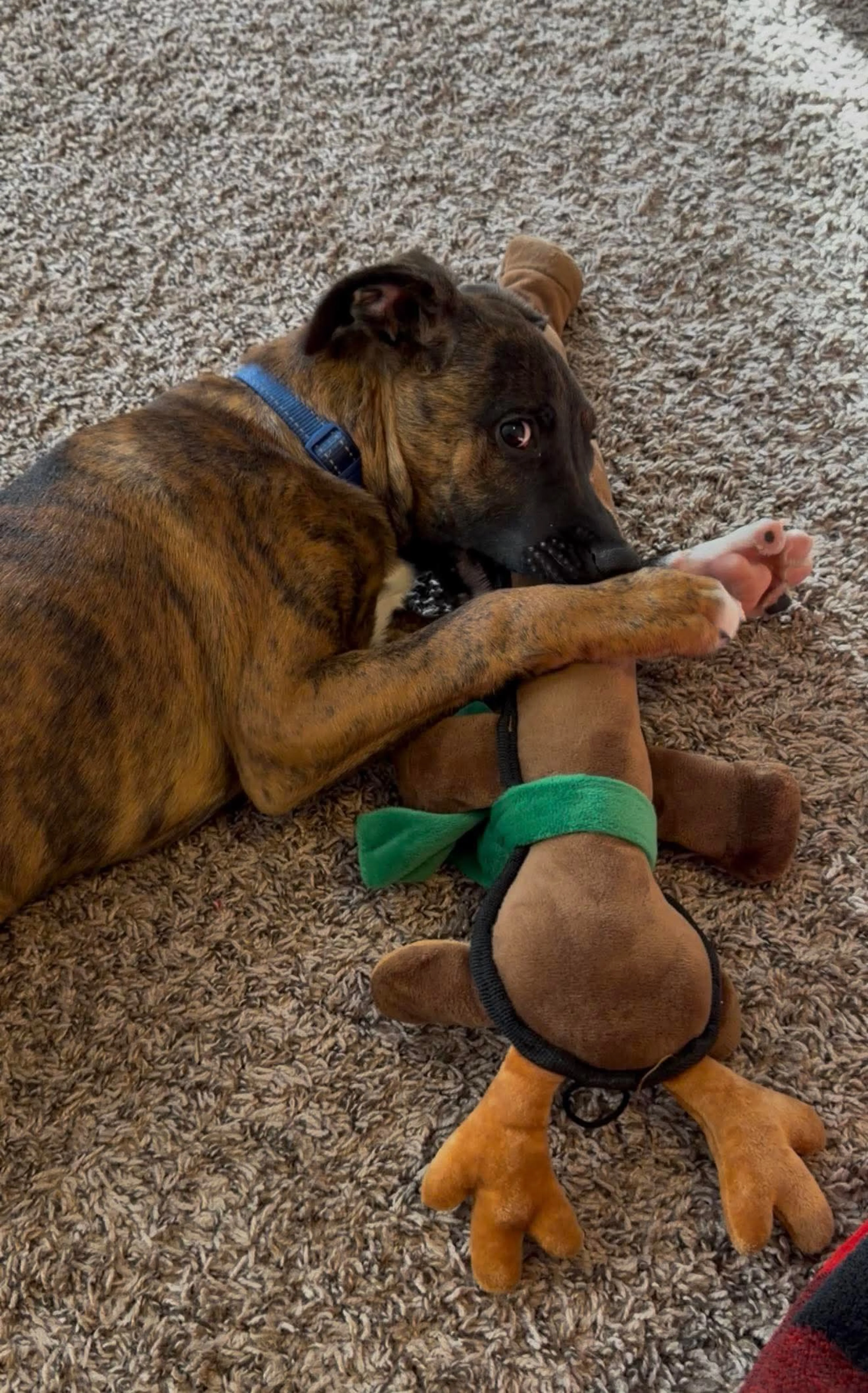 Found pet-1