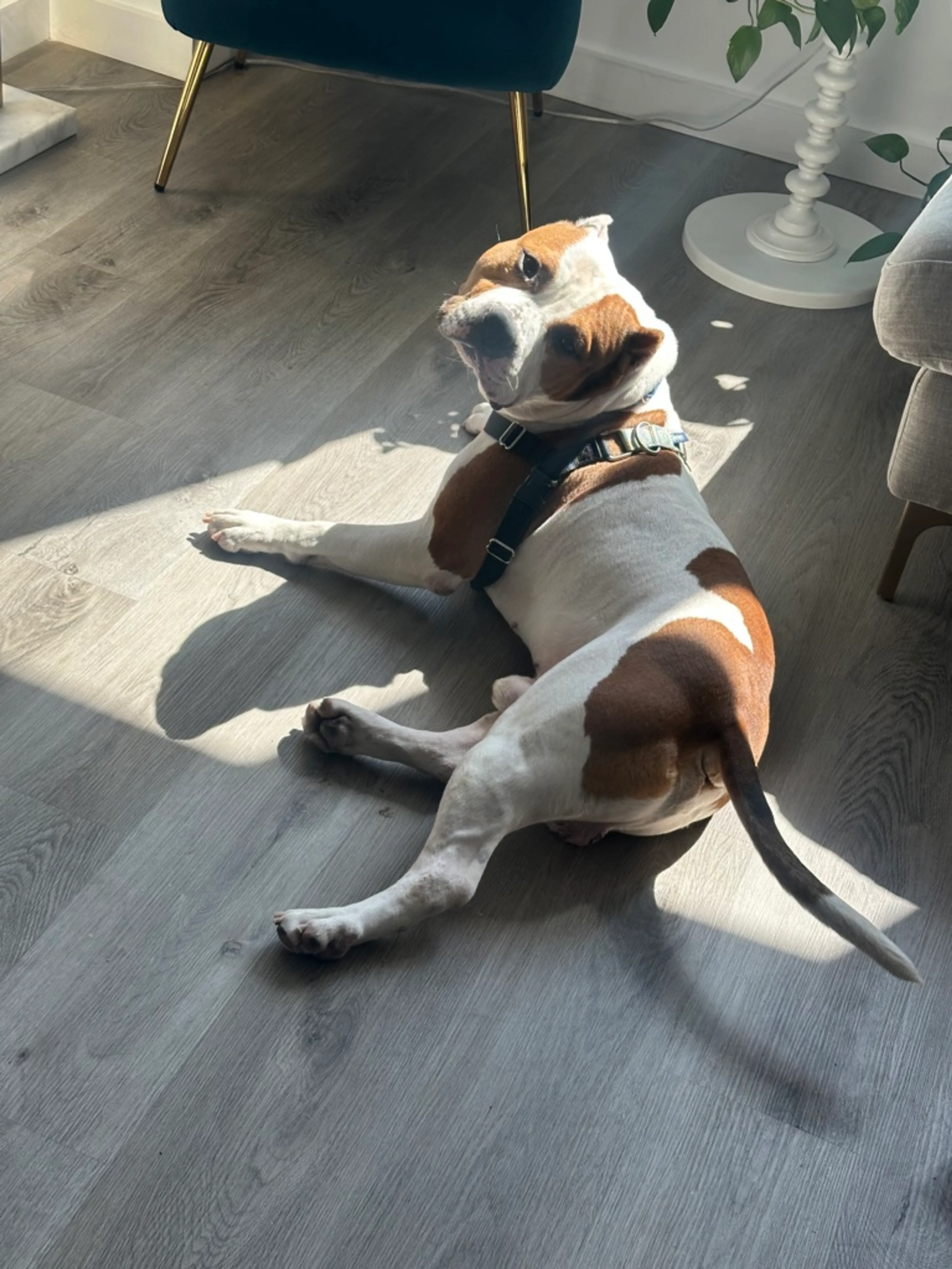 Found pet-2