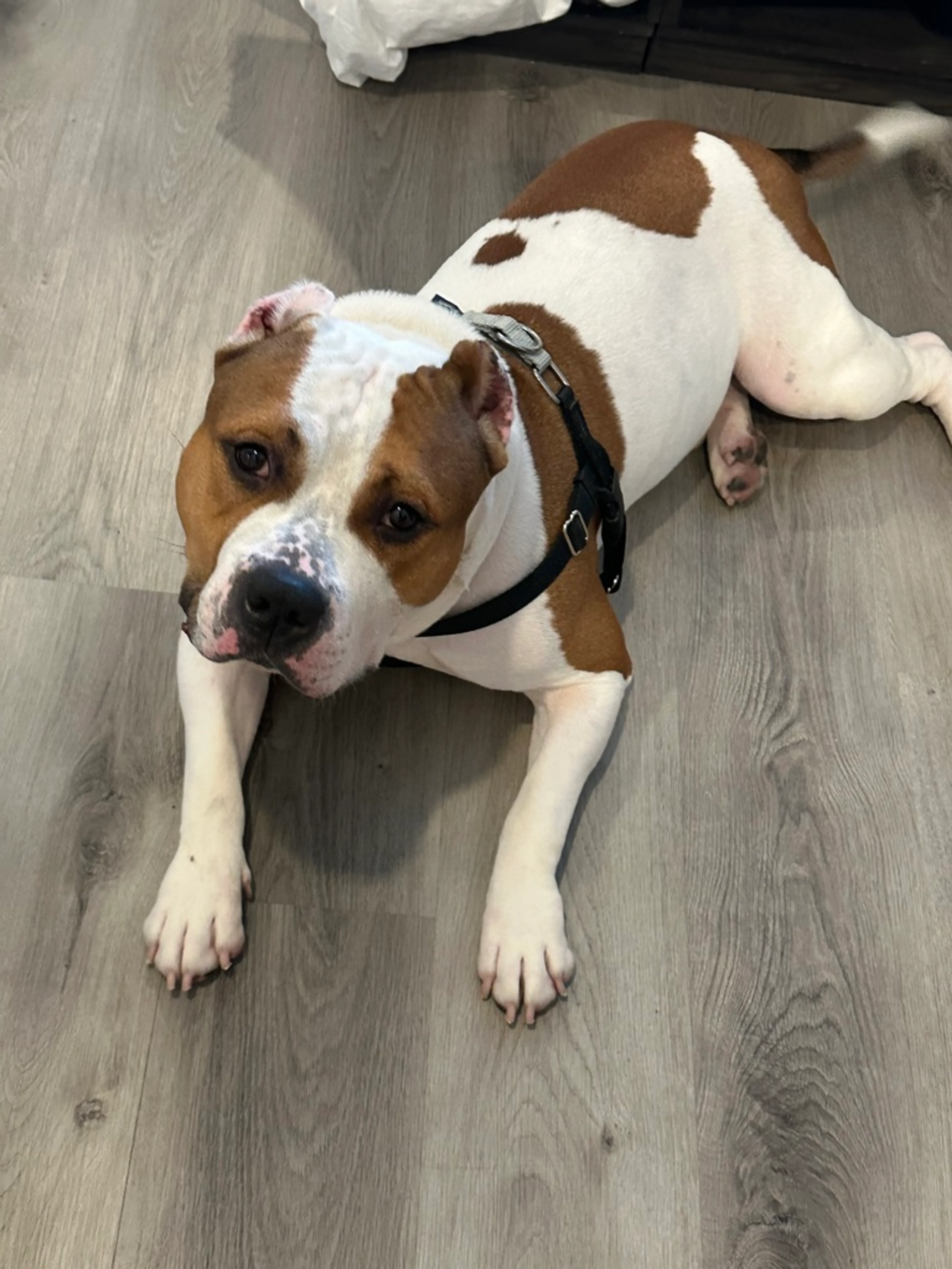 Found pet-6