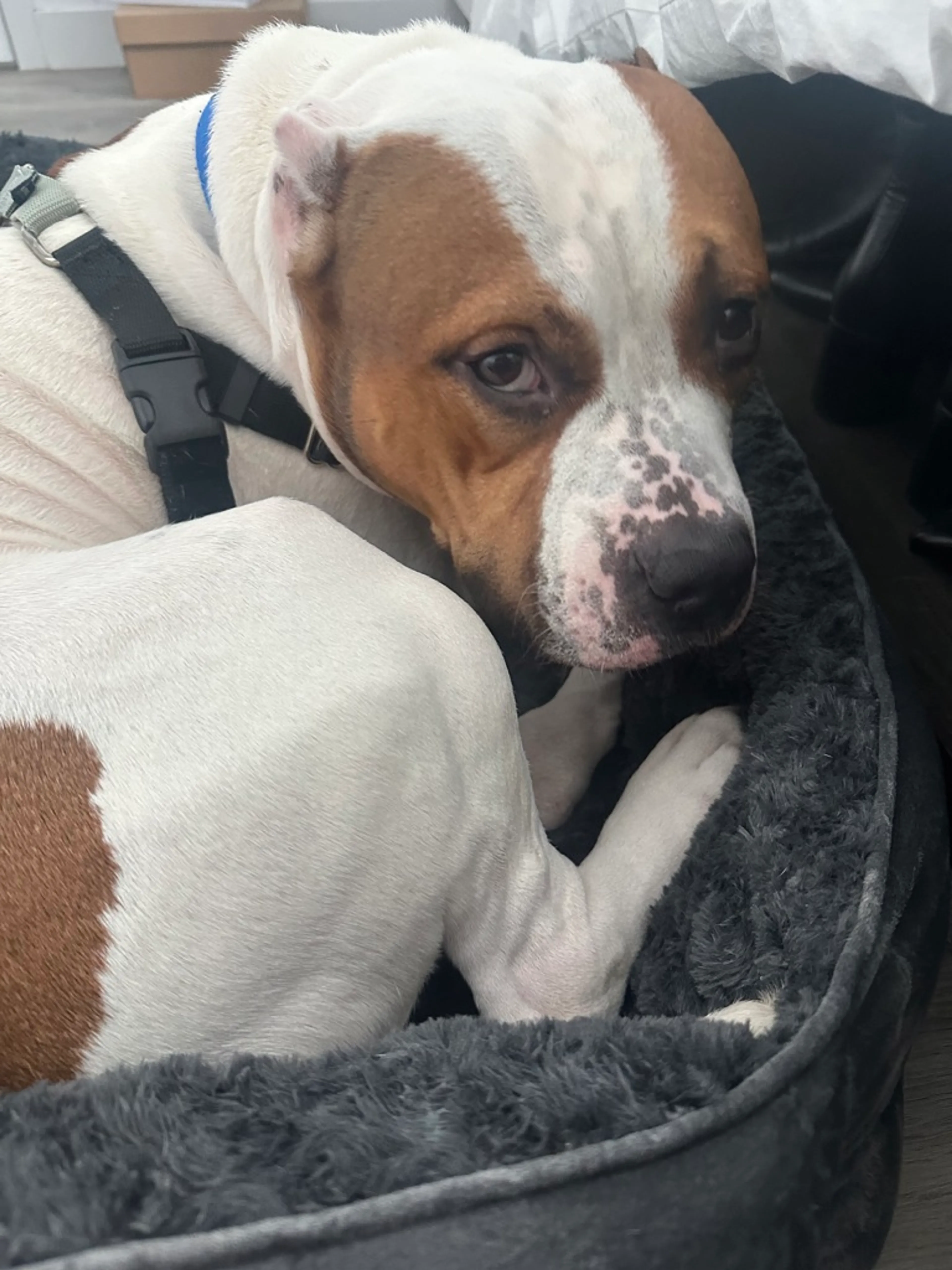 Found pet-1