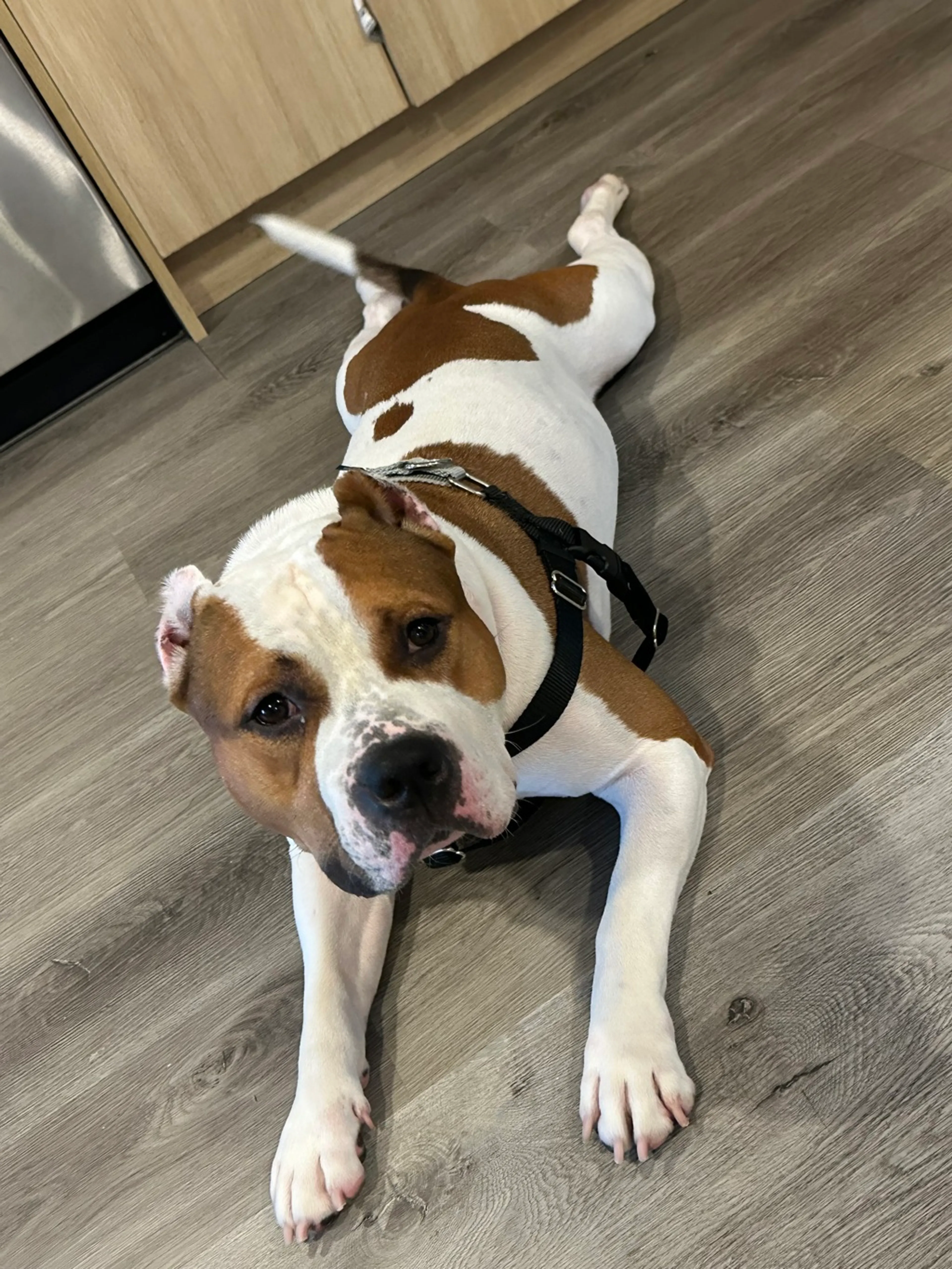 Found pet-5