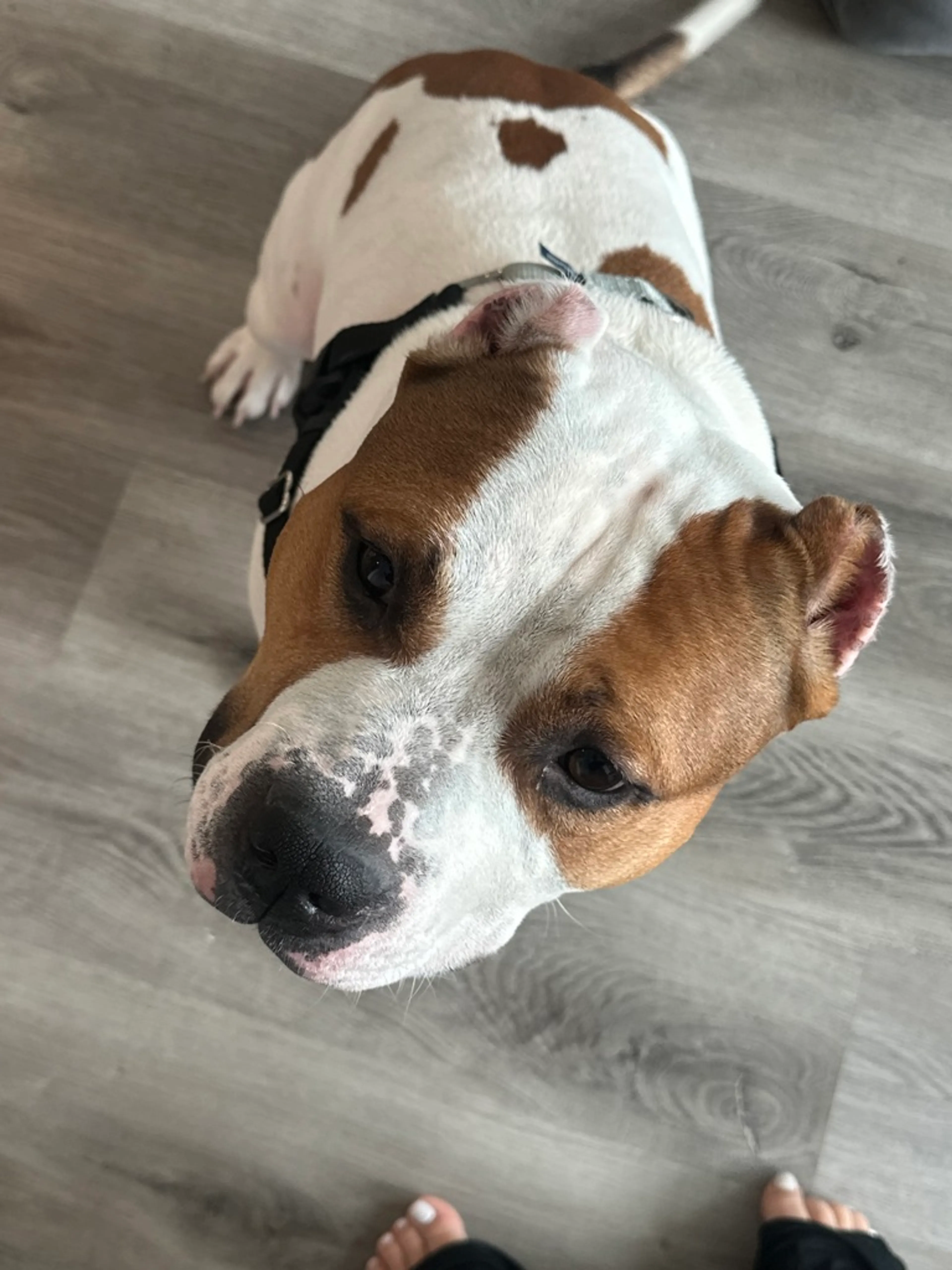 Found pet-4