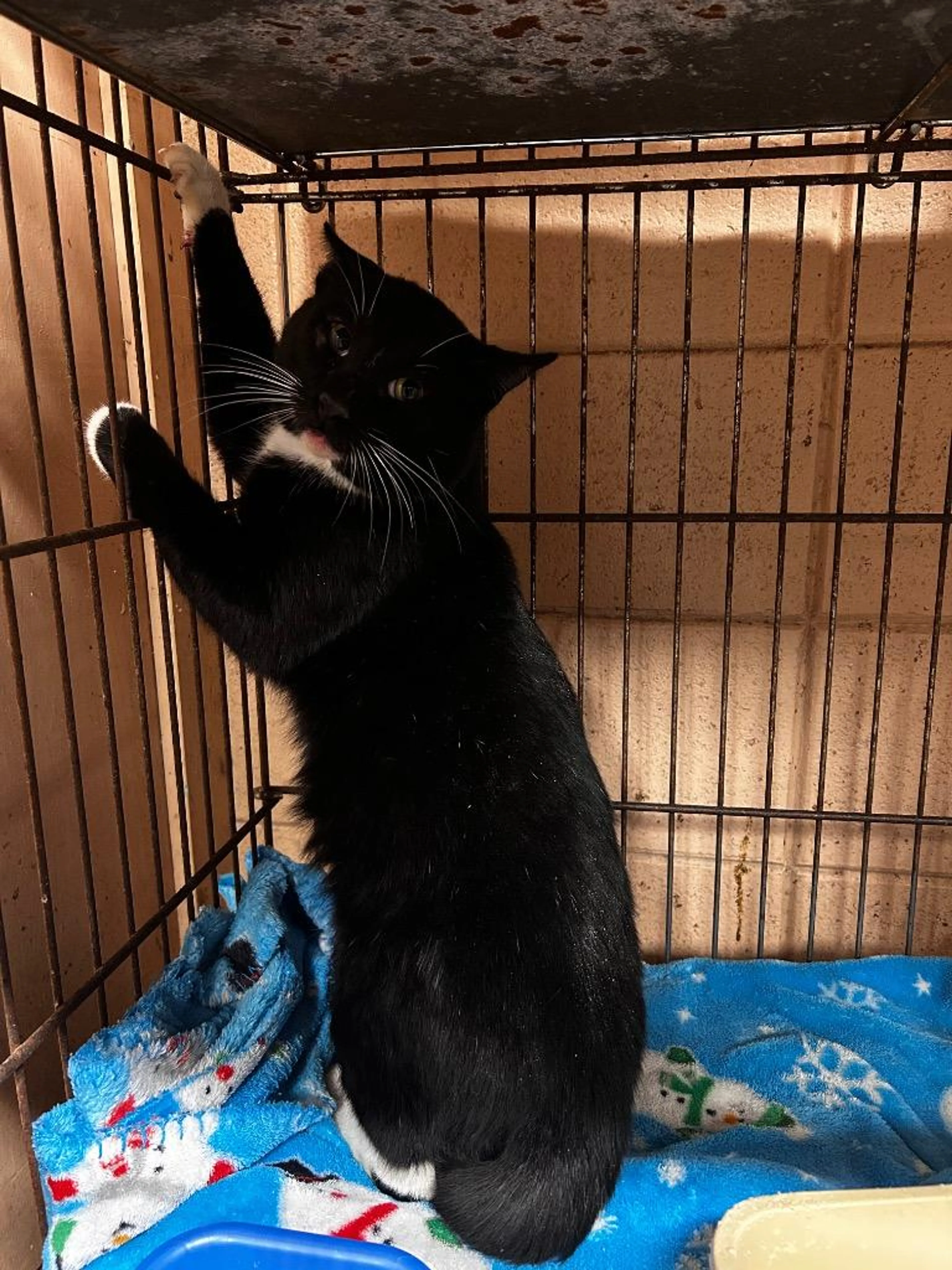 Found pet